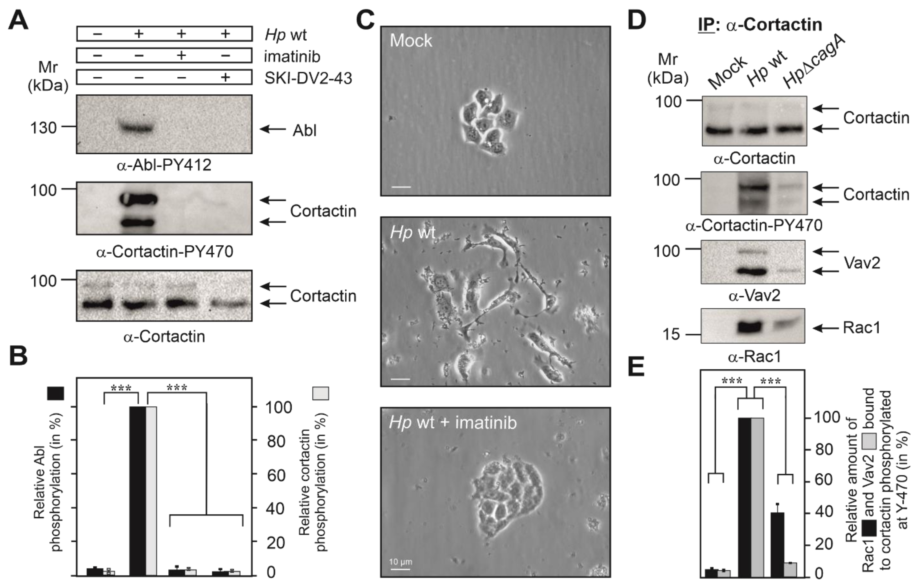 Cancers 13 04241 g002