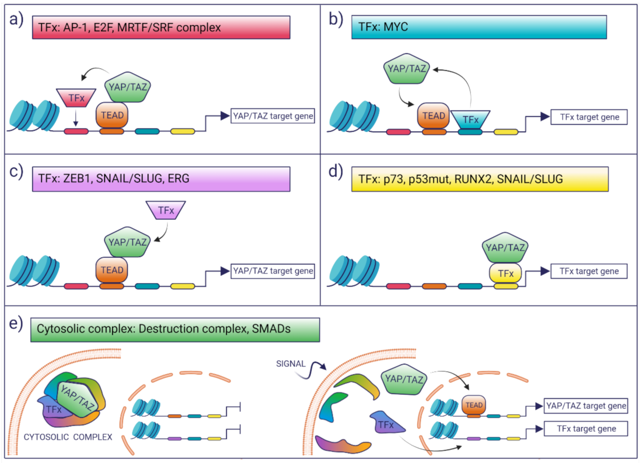 Transcriptional control of aspartate kinase expression during