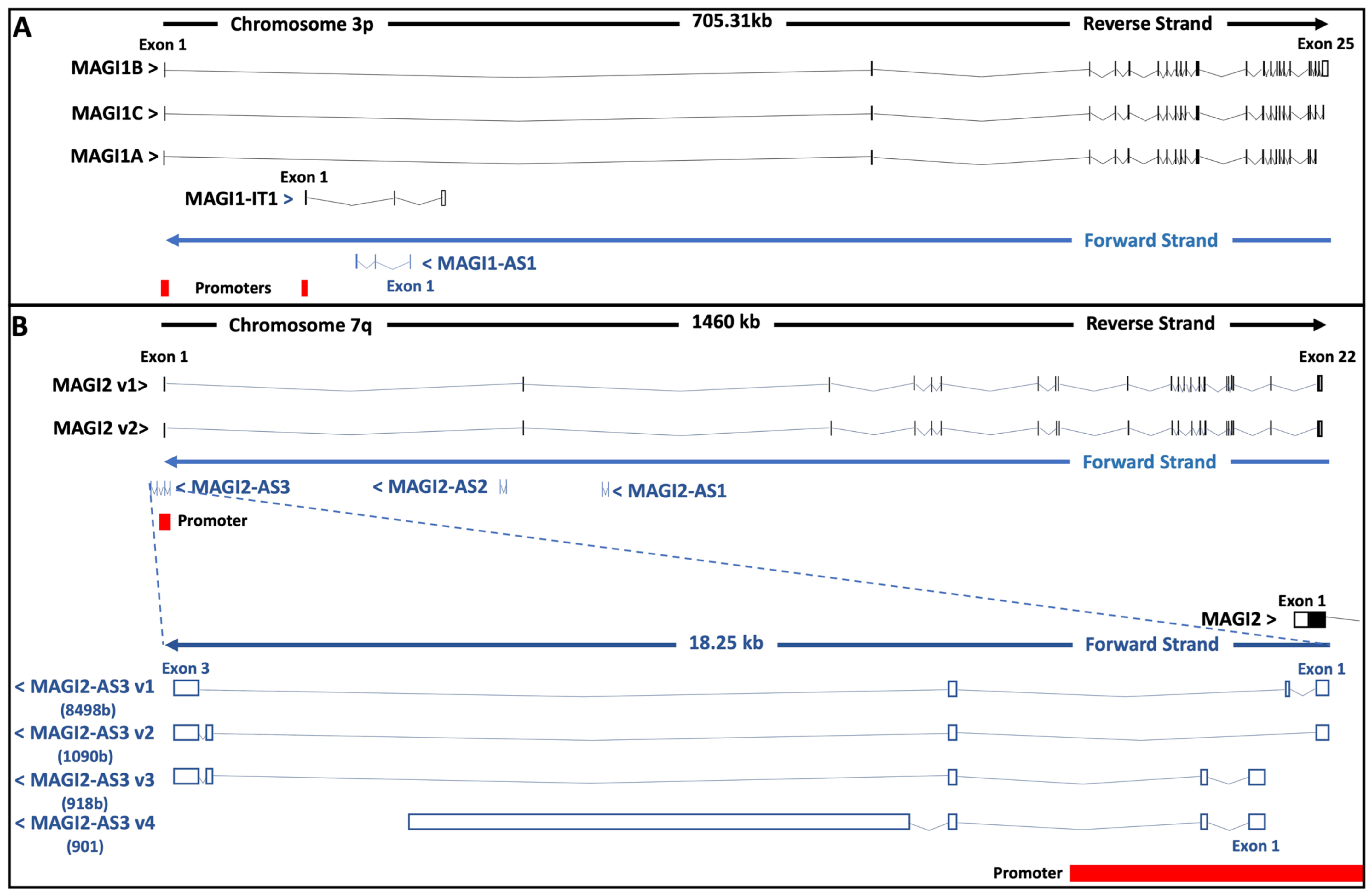 Cancers 13 04264 g004 Cancers 13 04264 g004