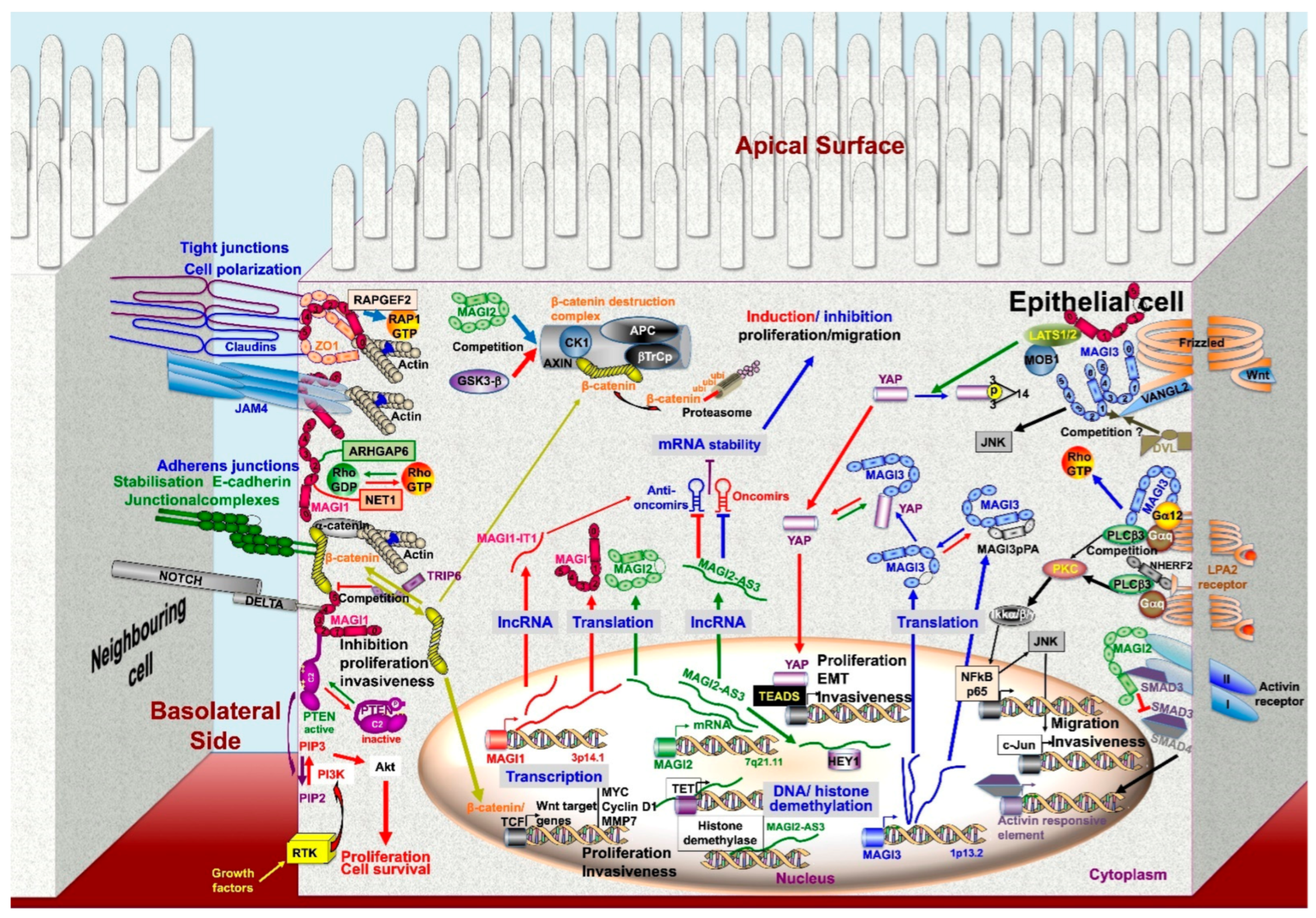 Cancers 13 04264 g005 Cancers 13 04264 g005