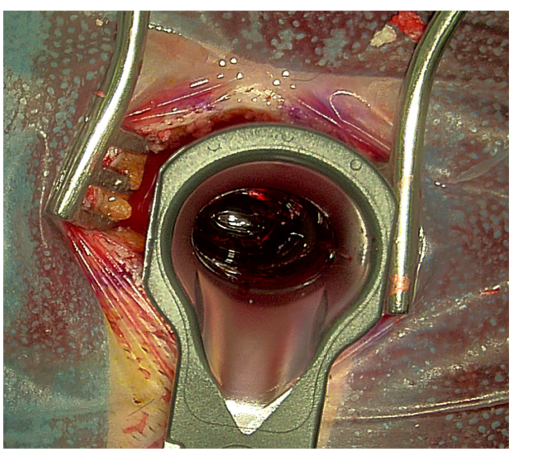 Cancers 13 04273 g005 550