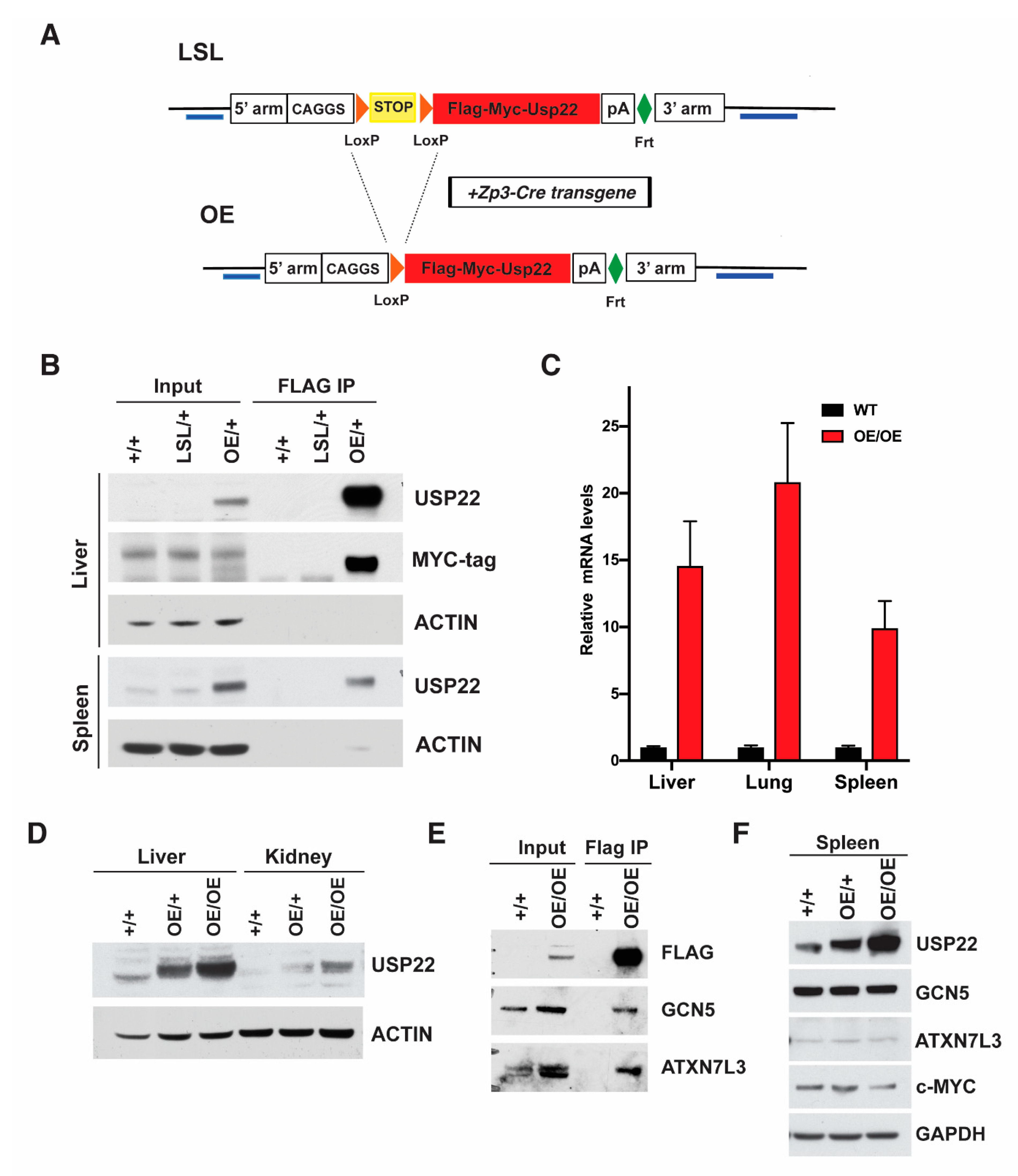 Cancers 13 04276 g001