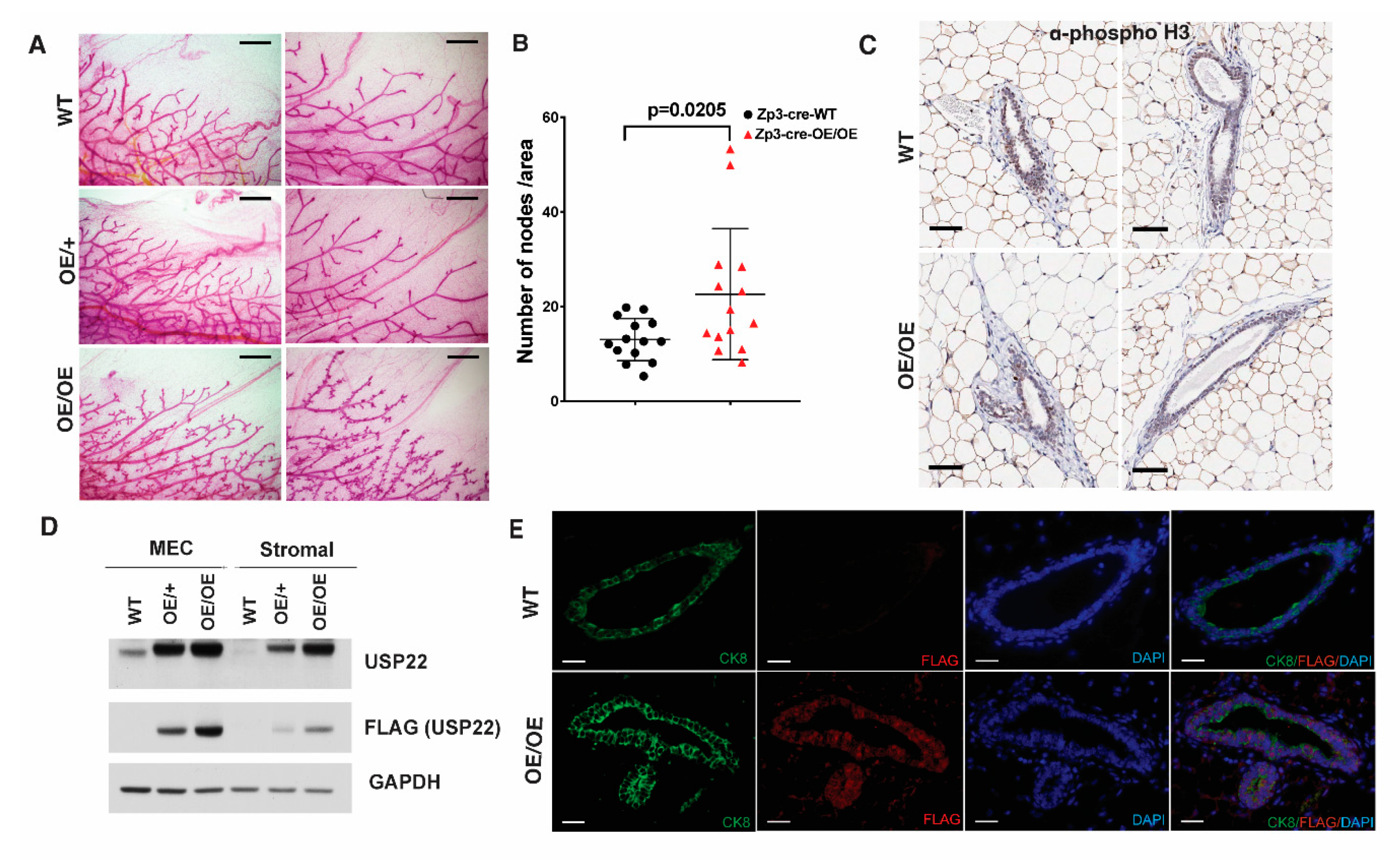 Cancers 13 04276 g002