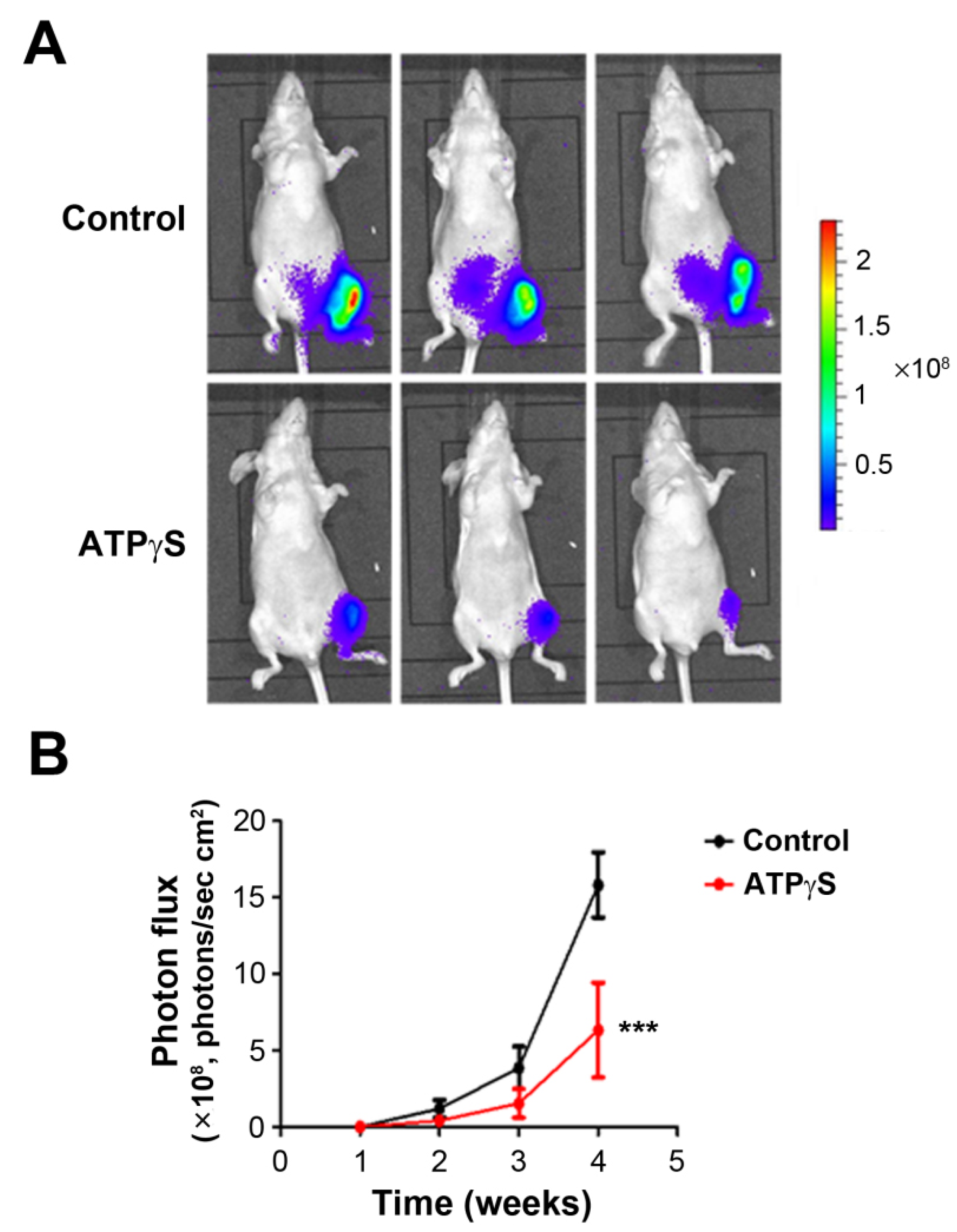 Cancers 13 04293 g006