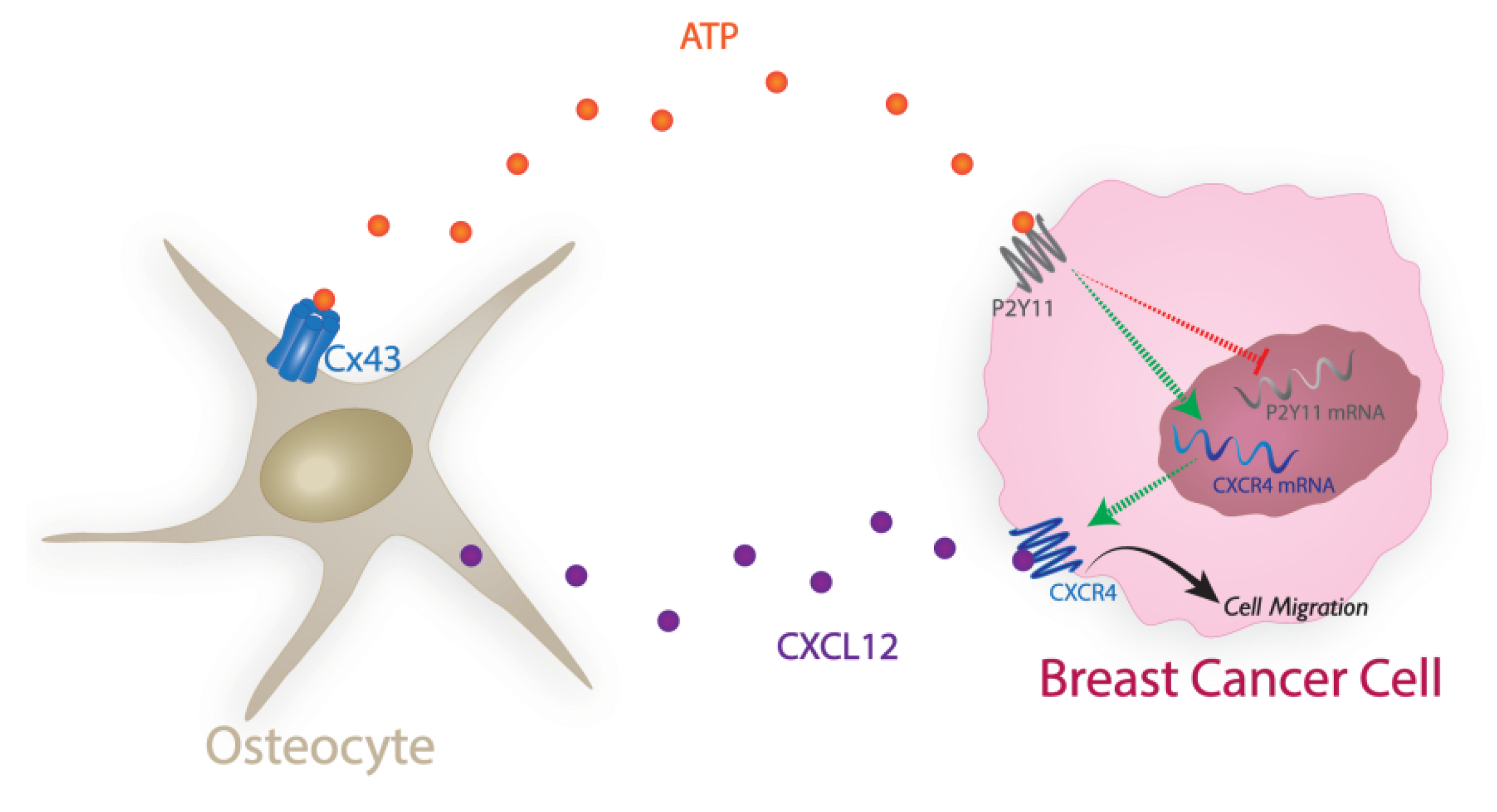 Cancers 13 04293 g007