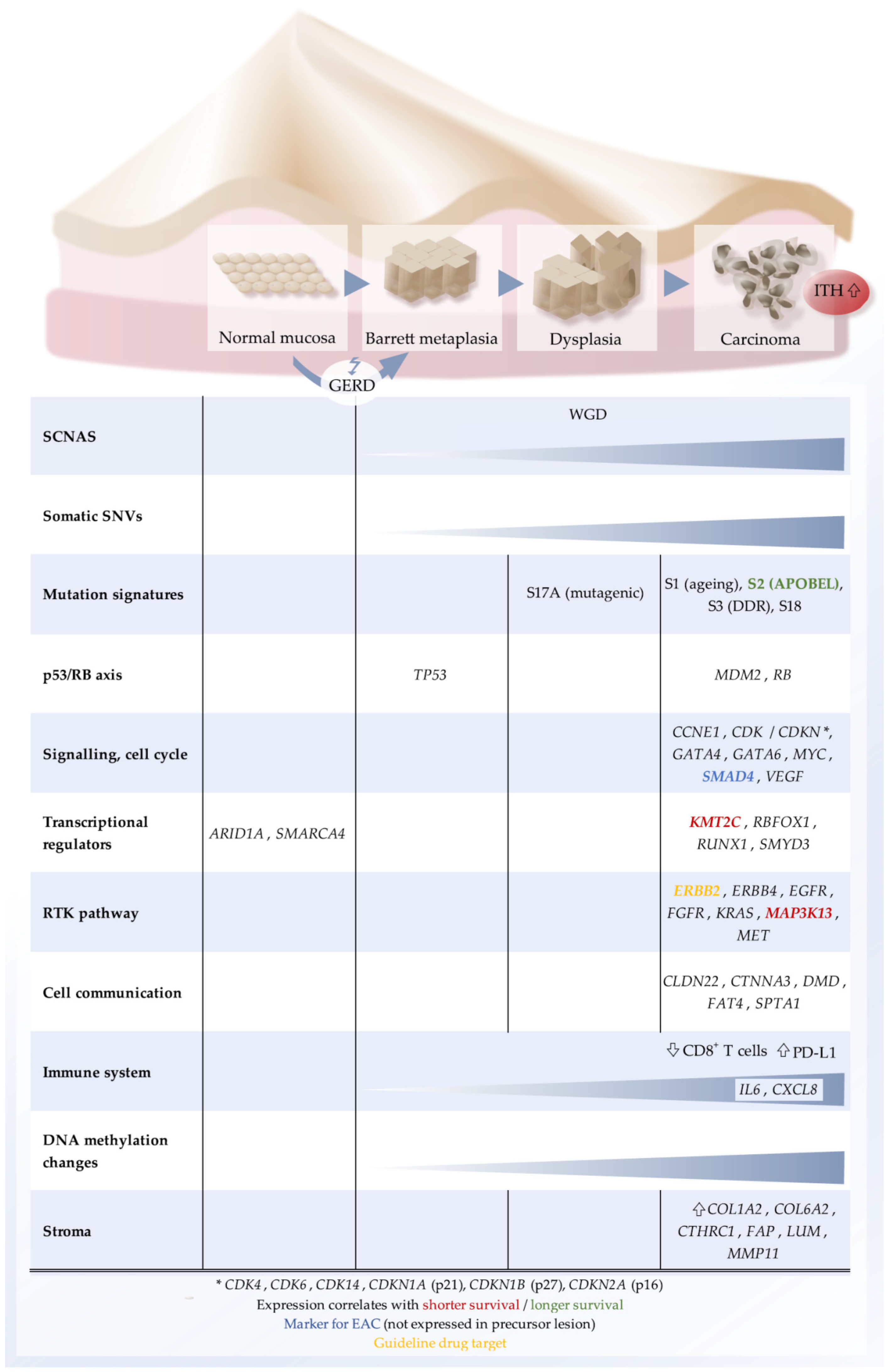 Cancers 13 04300 g001 550