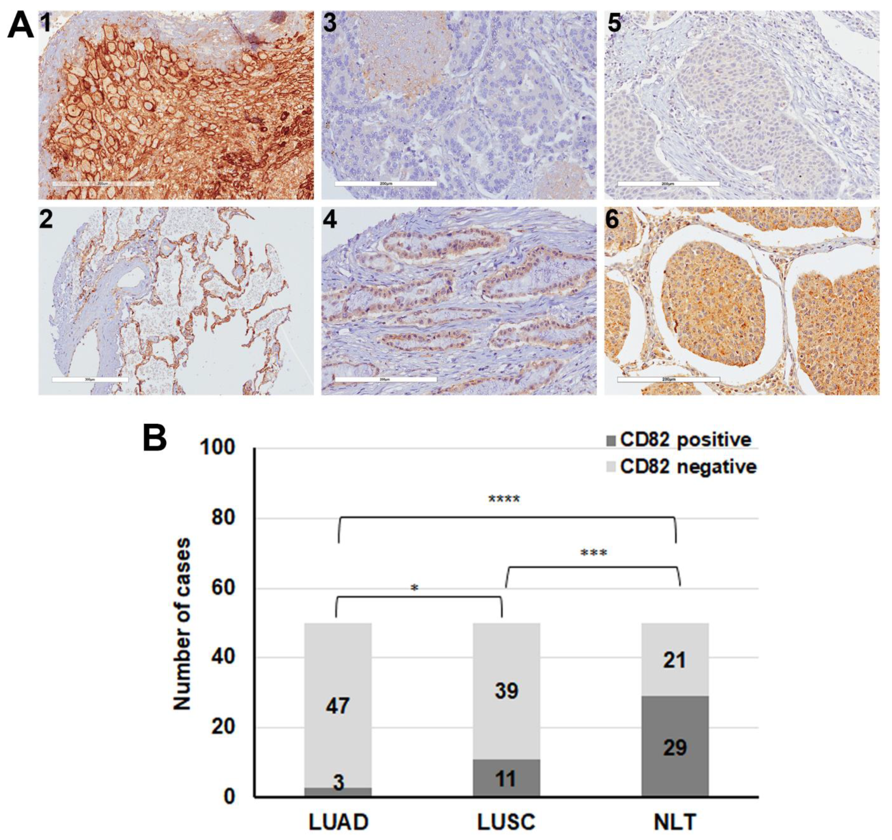 Cancers 13 04302 g004 550