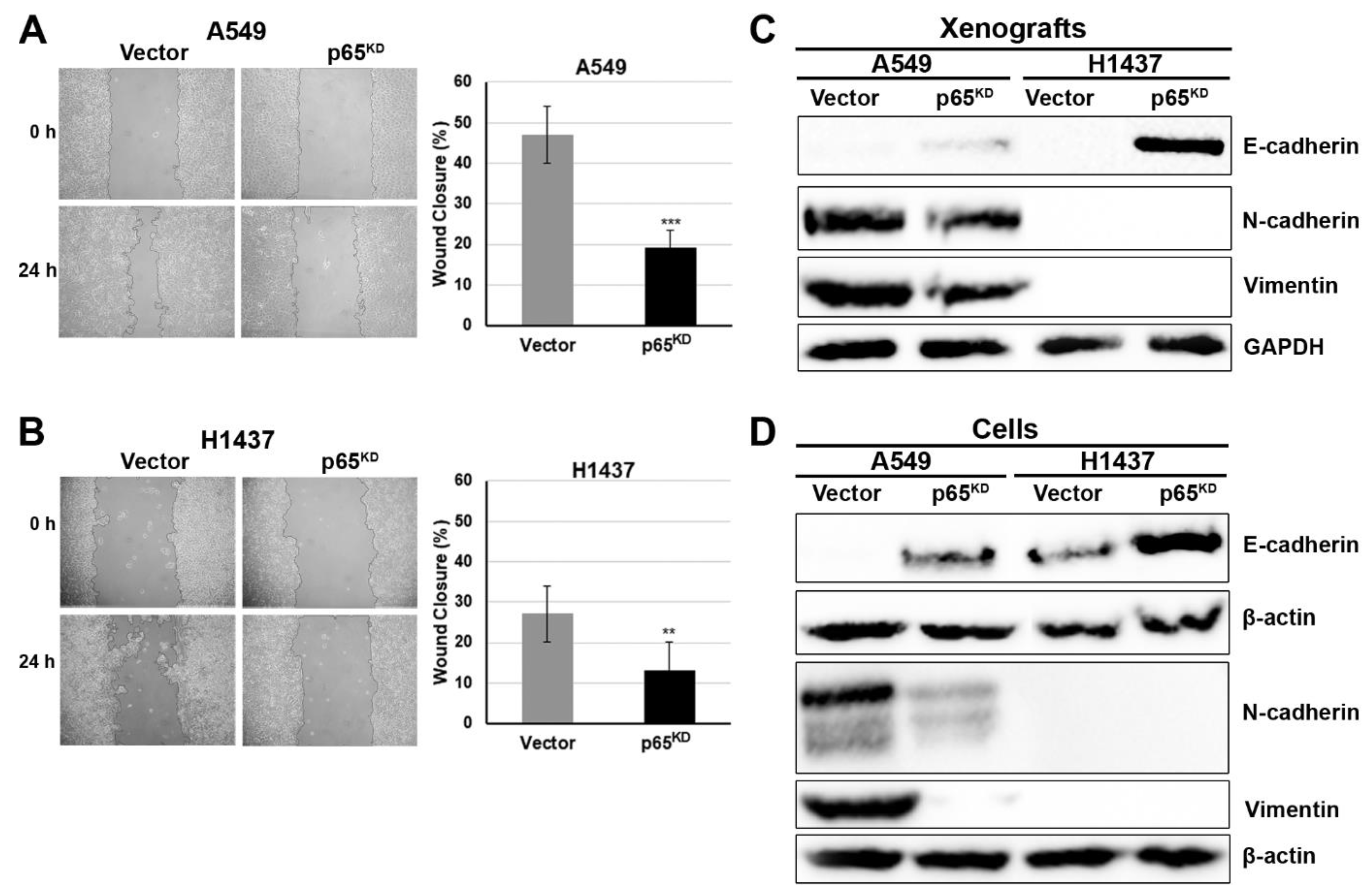 Cancers 13 04302 g005 550