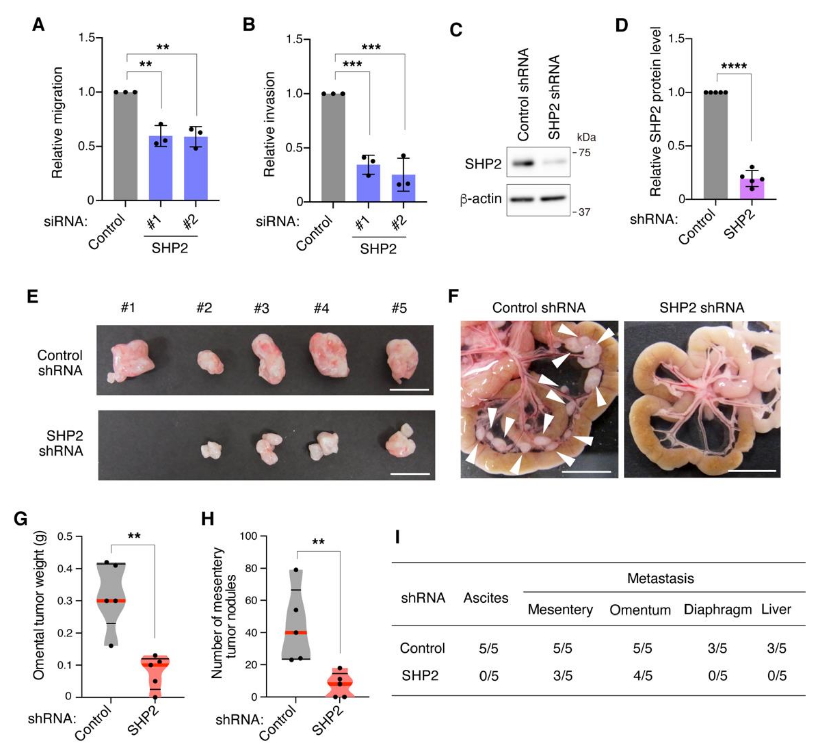 Cancers 13 04309 g004 Cancers 13 04309 g004