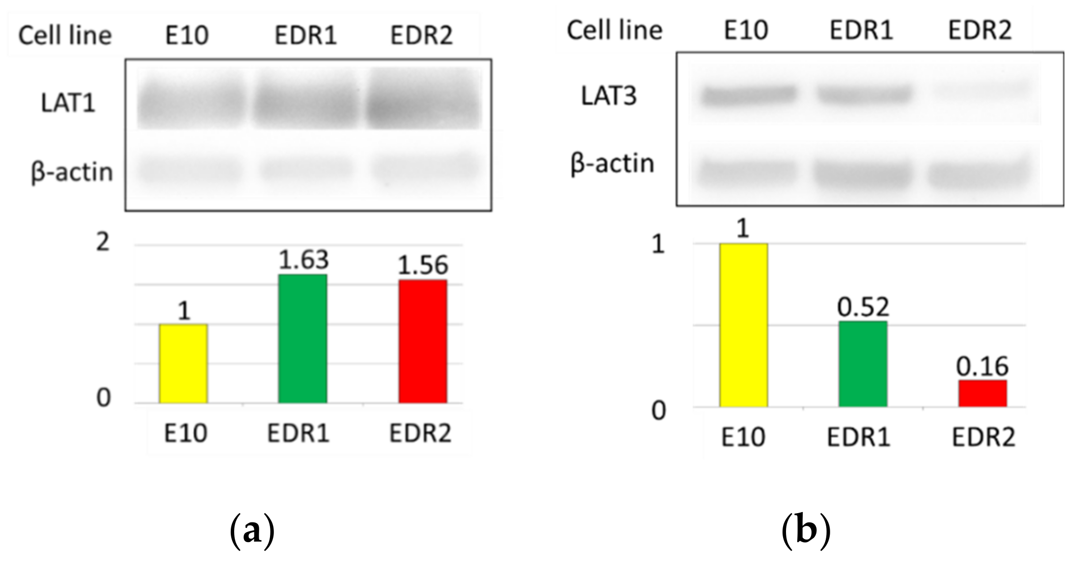Cancers 13 04375 g004a
