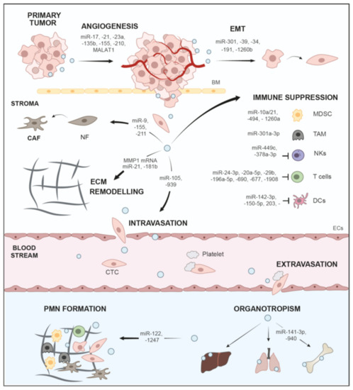 Small Extracellular Vesicles and Metastasis—Blame the Messenger