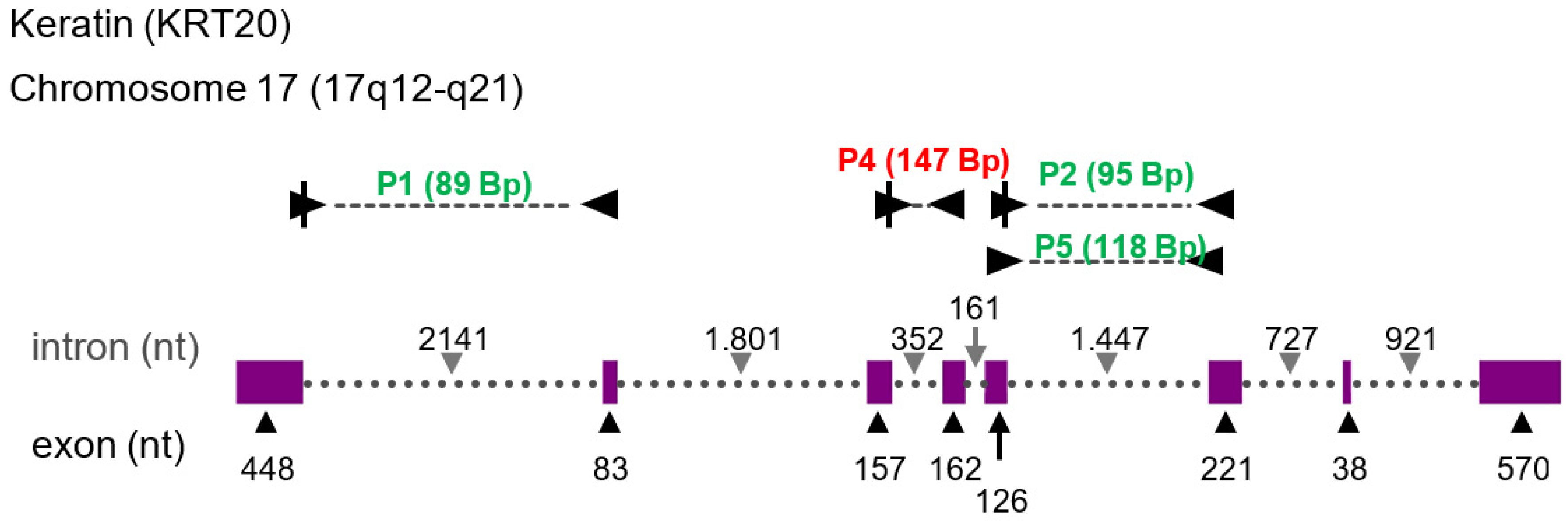 Cancers 13 04381 g005 550