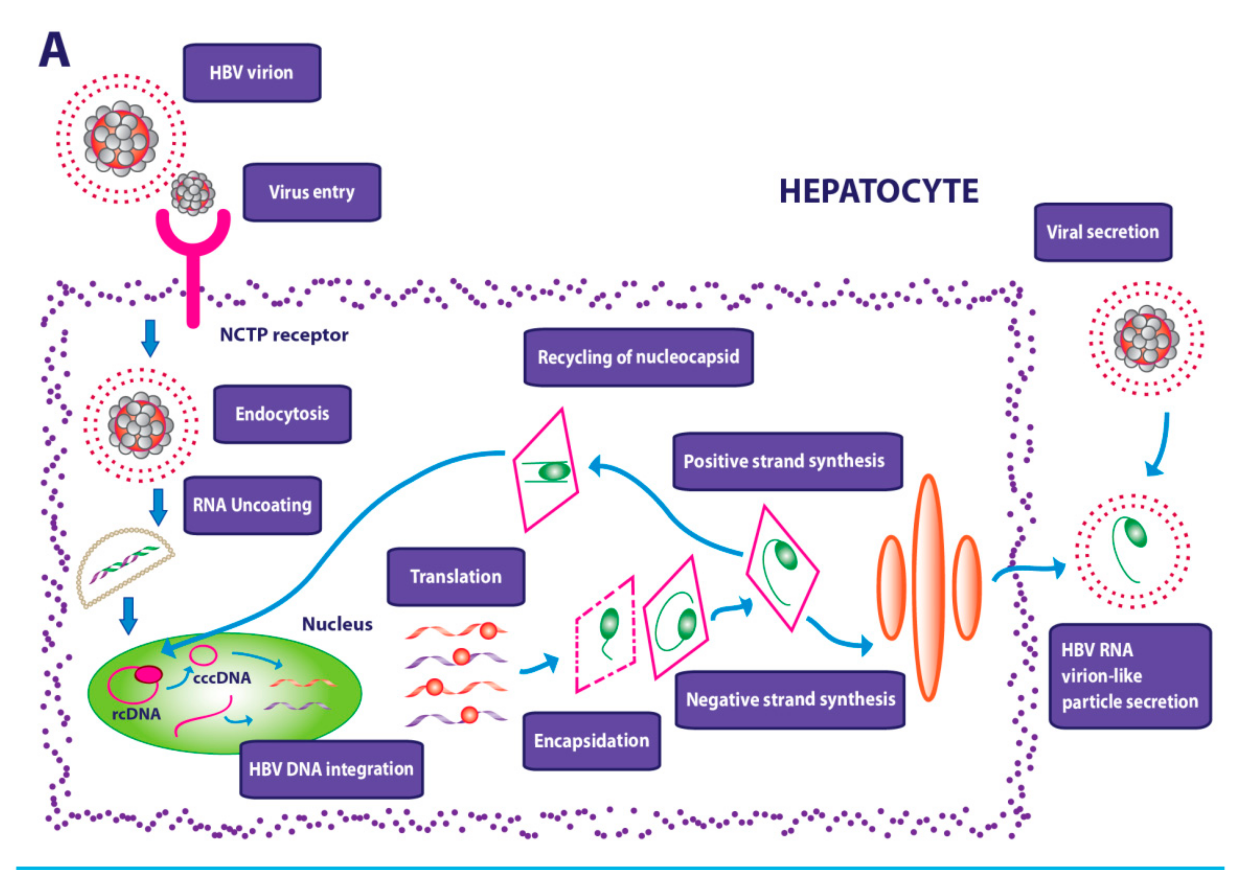 Cancers 13 04387 g002a 550