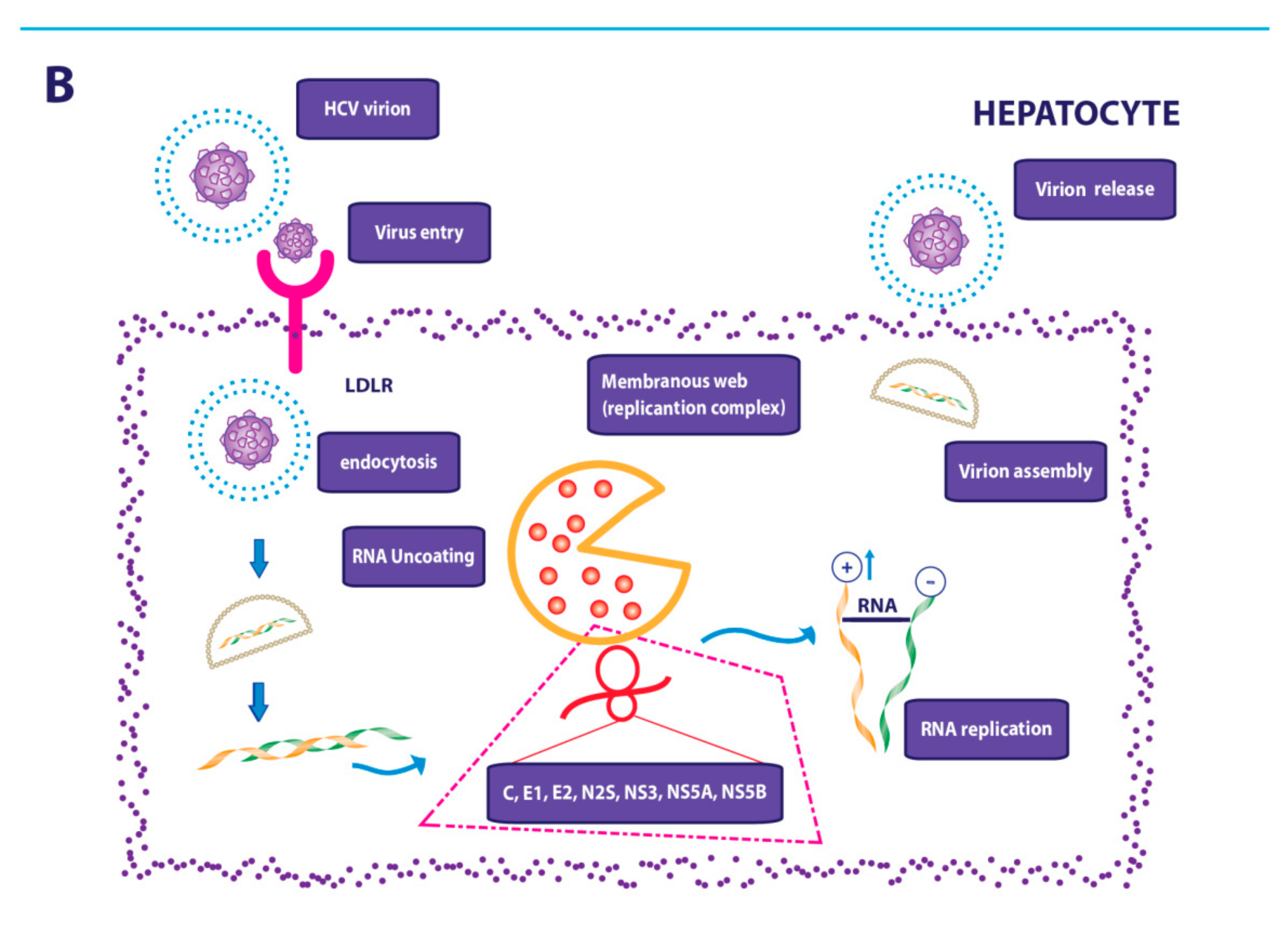 Cancers 13 04387 g002b 550