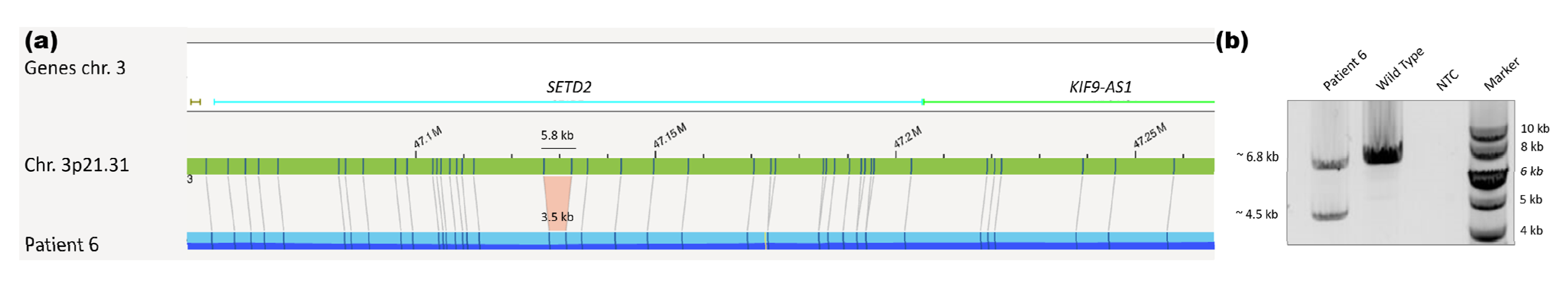 Cancers 13 04388 g005