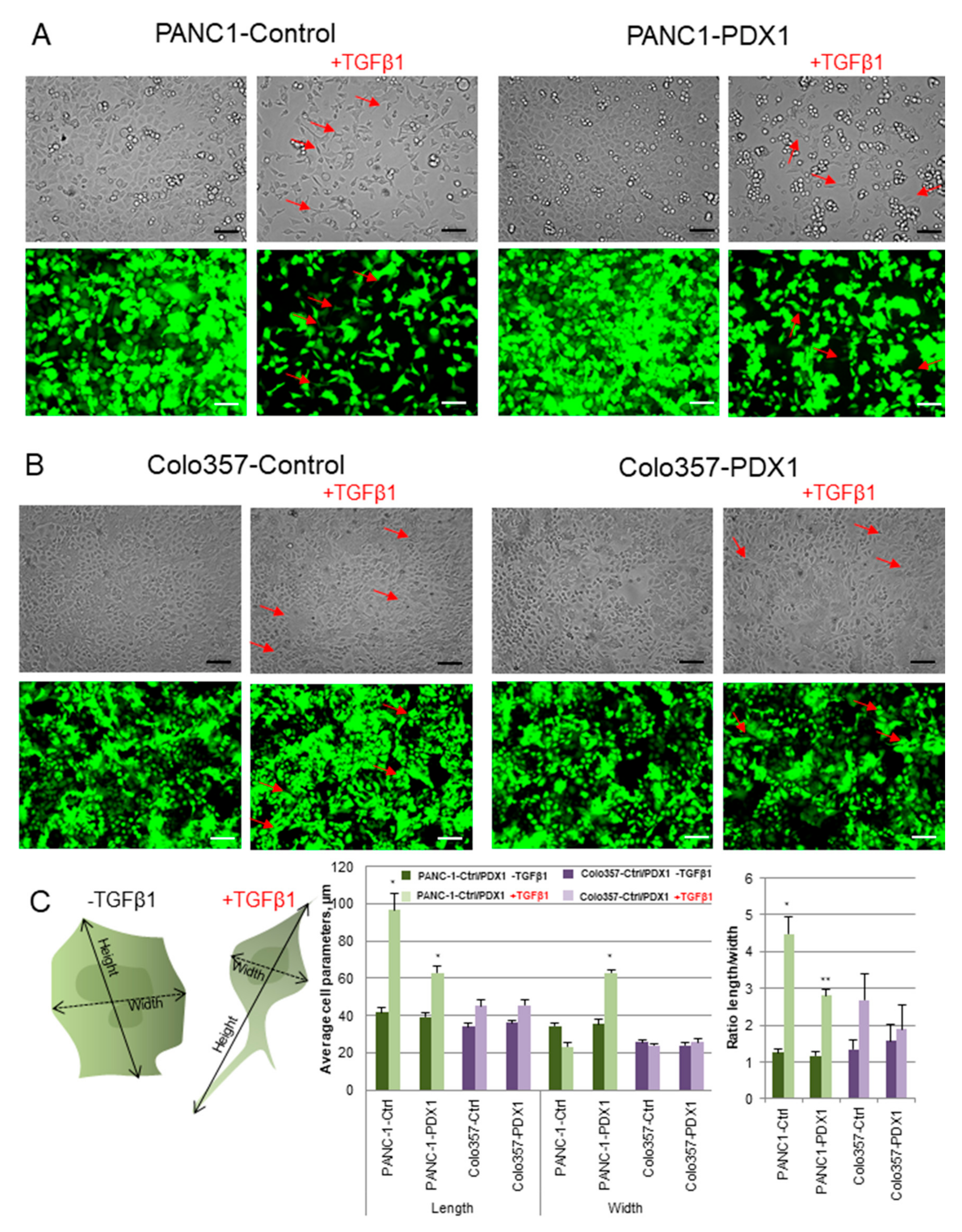 Cancers 13 04390 g004 Cancers 13 04390 g004