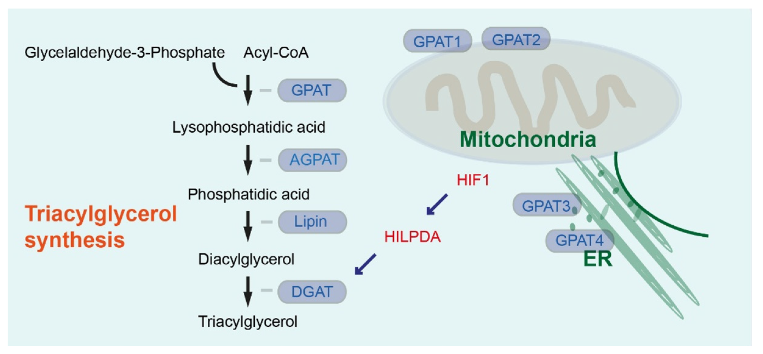 Cancers 13 04391 g001 550
