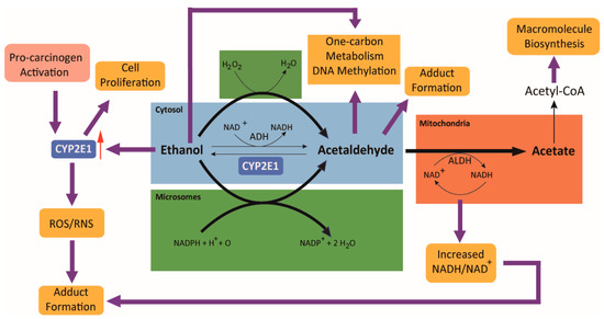 Cancers Free Full Text Molecular Mechanisms Of Alcohol Induced Colorectal Carcinogenesis Html