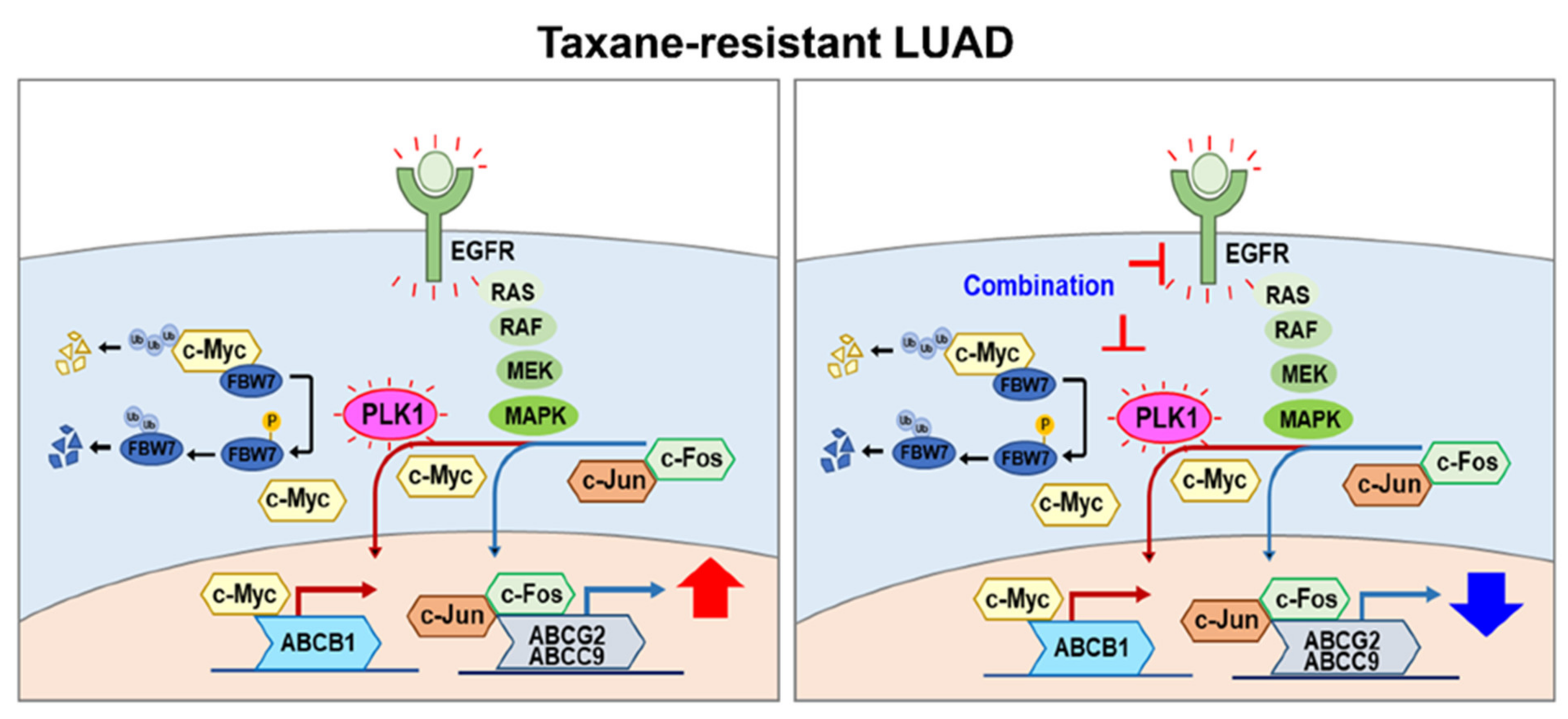 Cancers 13 04413 g008 550