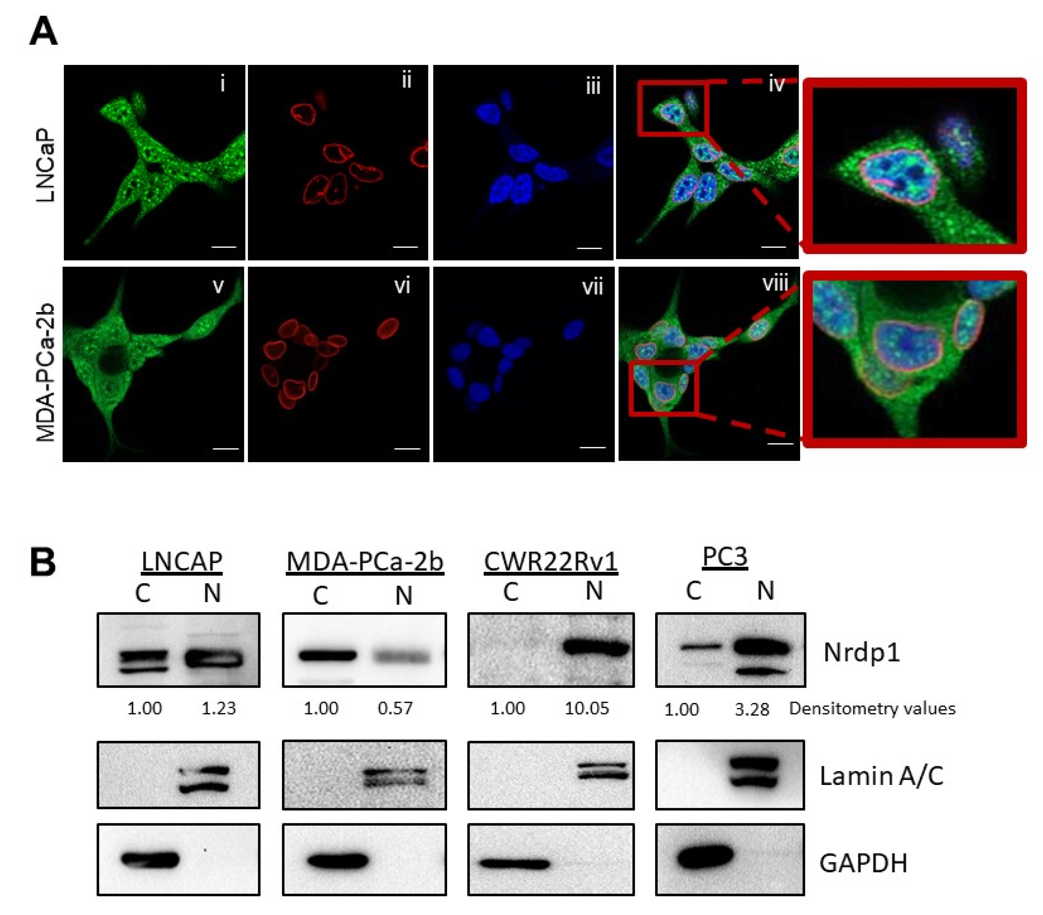Cancers 13 04425 g001