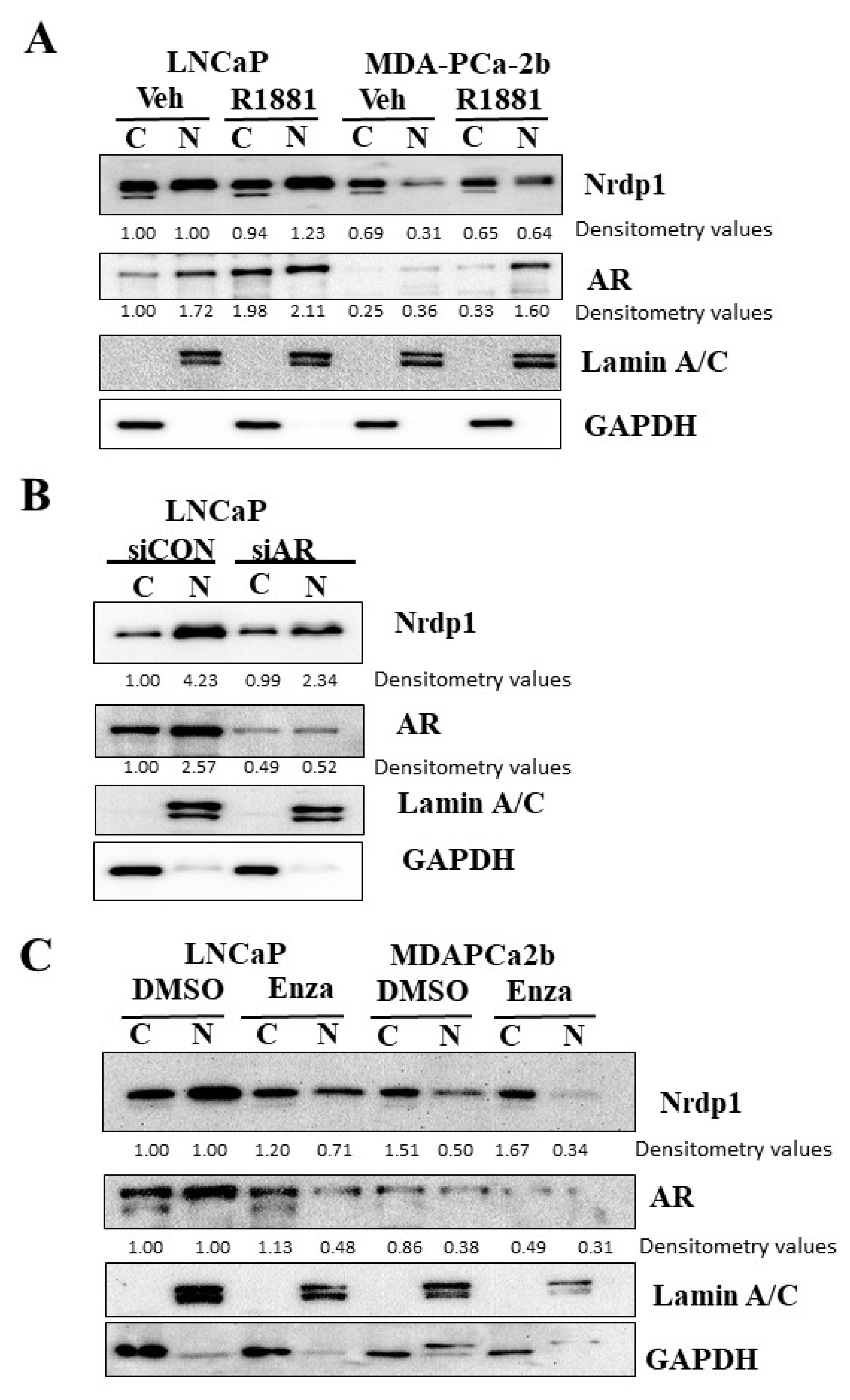 Cancers 13 04425 g003