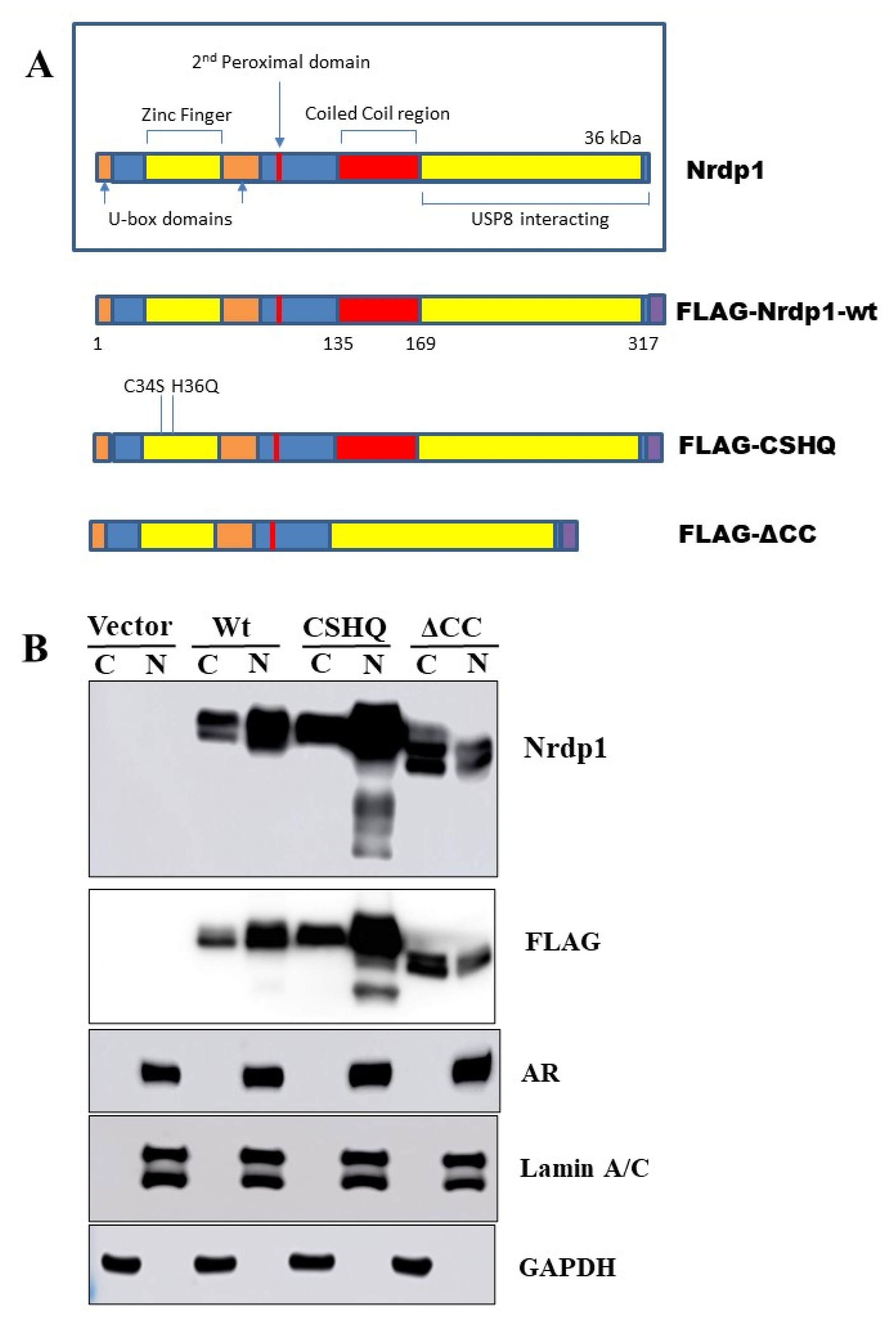 Cancers 13 04425 g004