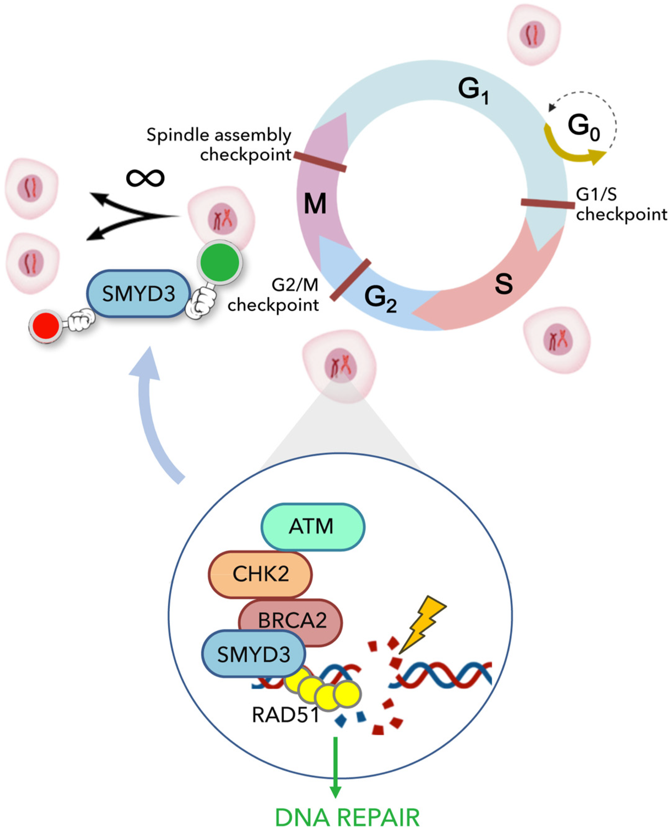Cancers 13 04427 g002 Cancers 13 04427 g002