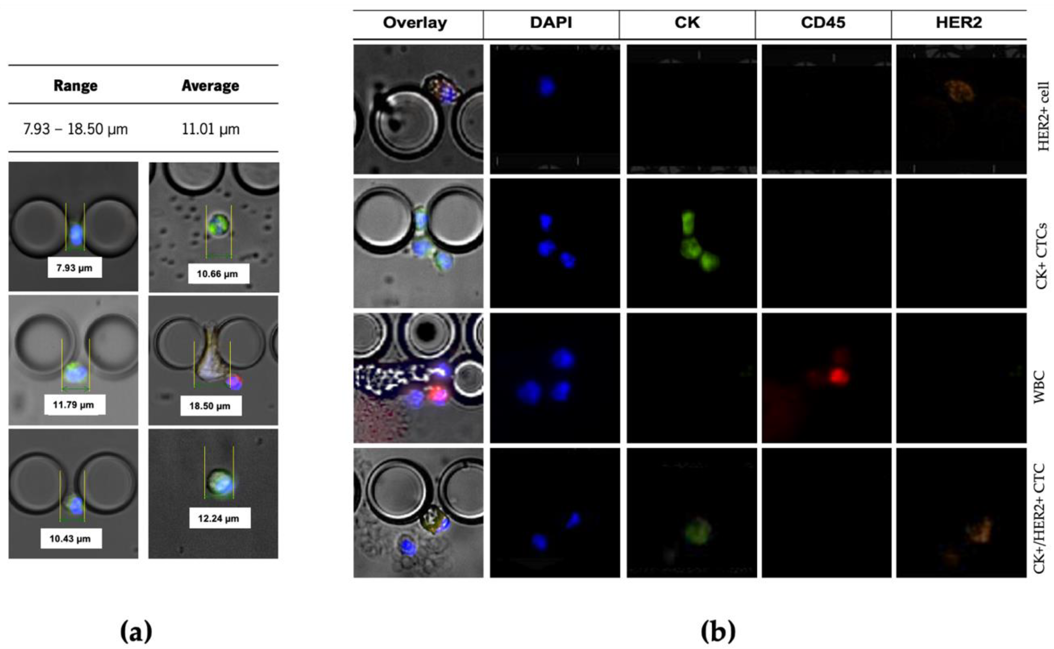 Cancers 13 04446 g004