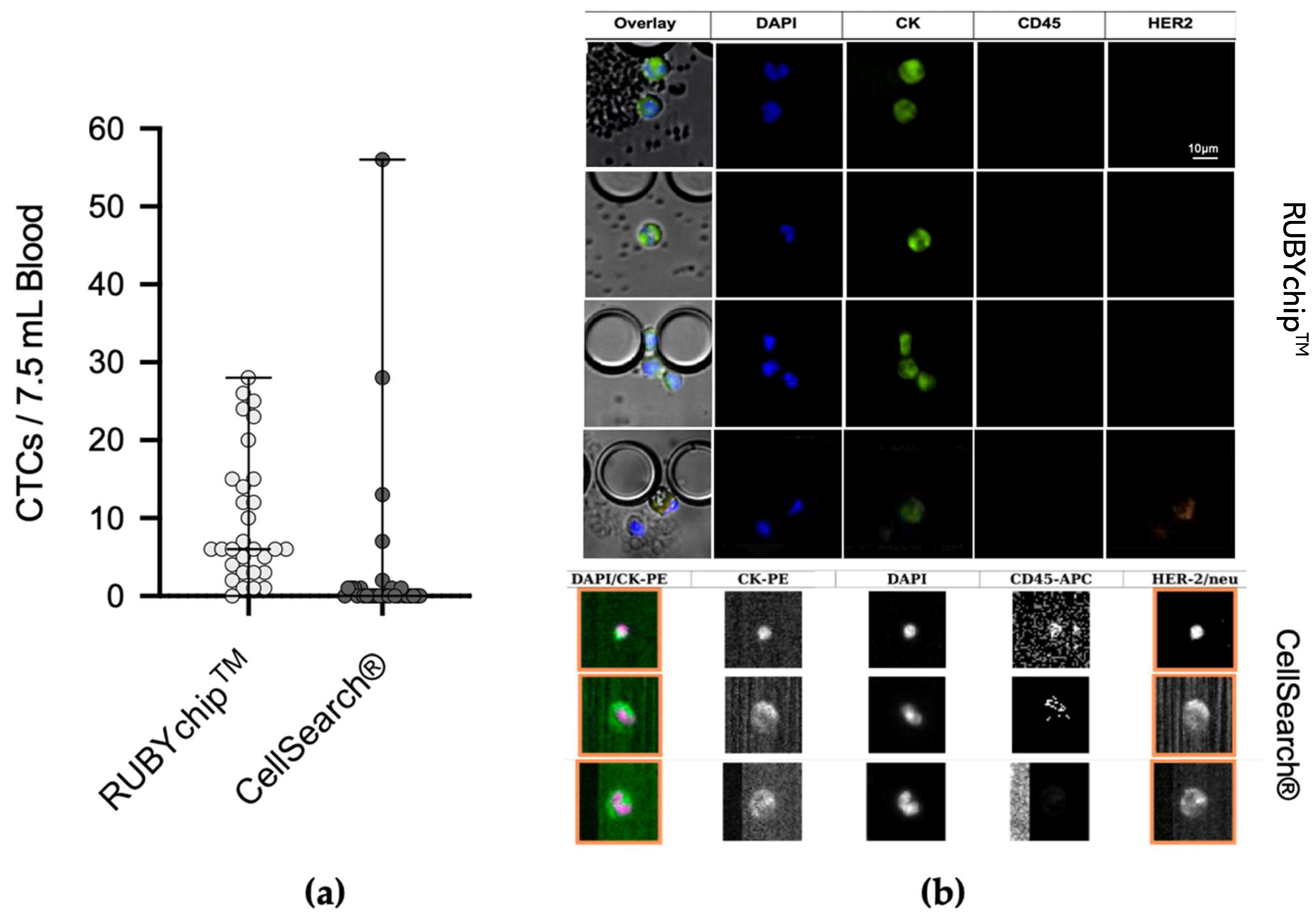 Cancers 13 04446 g005