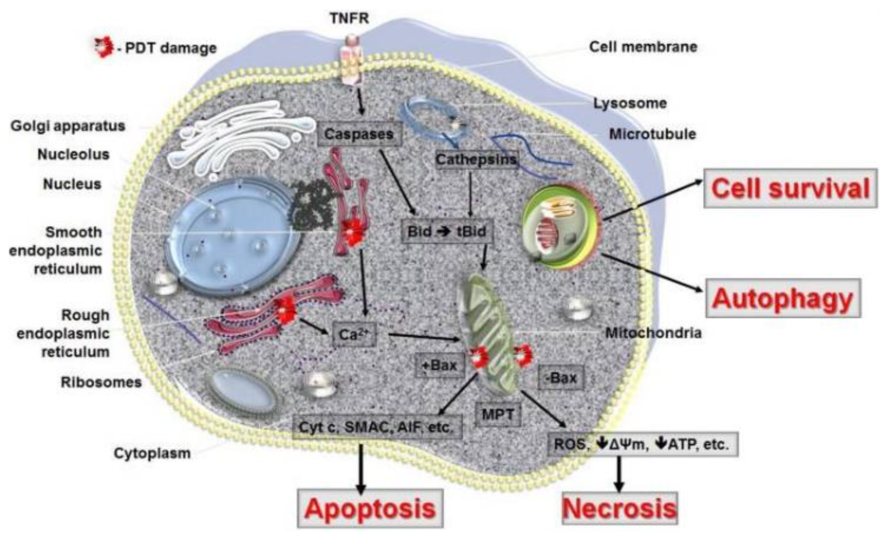 Cancers 13 04447 g006 Cancers 13 04447 g006