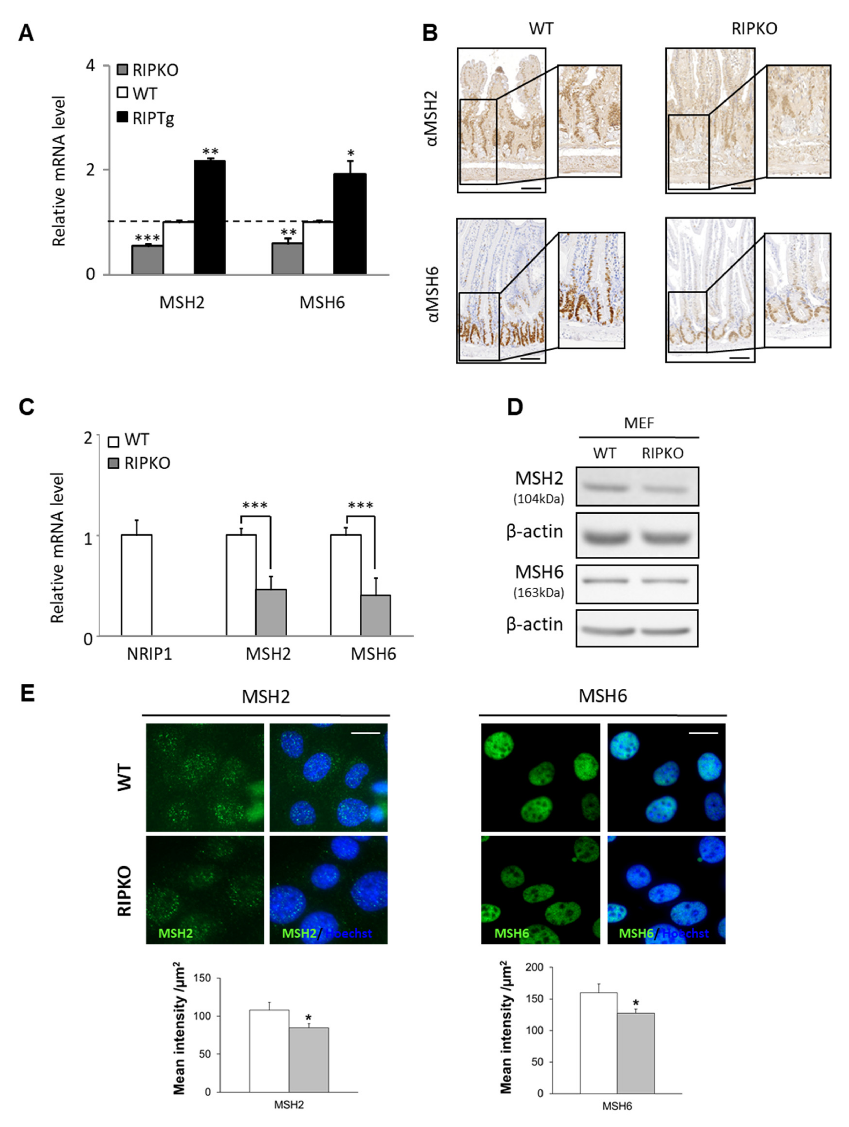 Cancers 13 04449 g001 Cancers 13 04449 g001