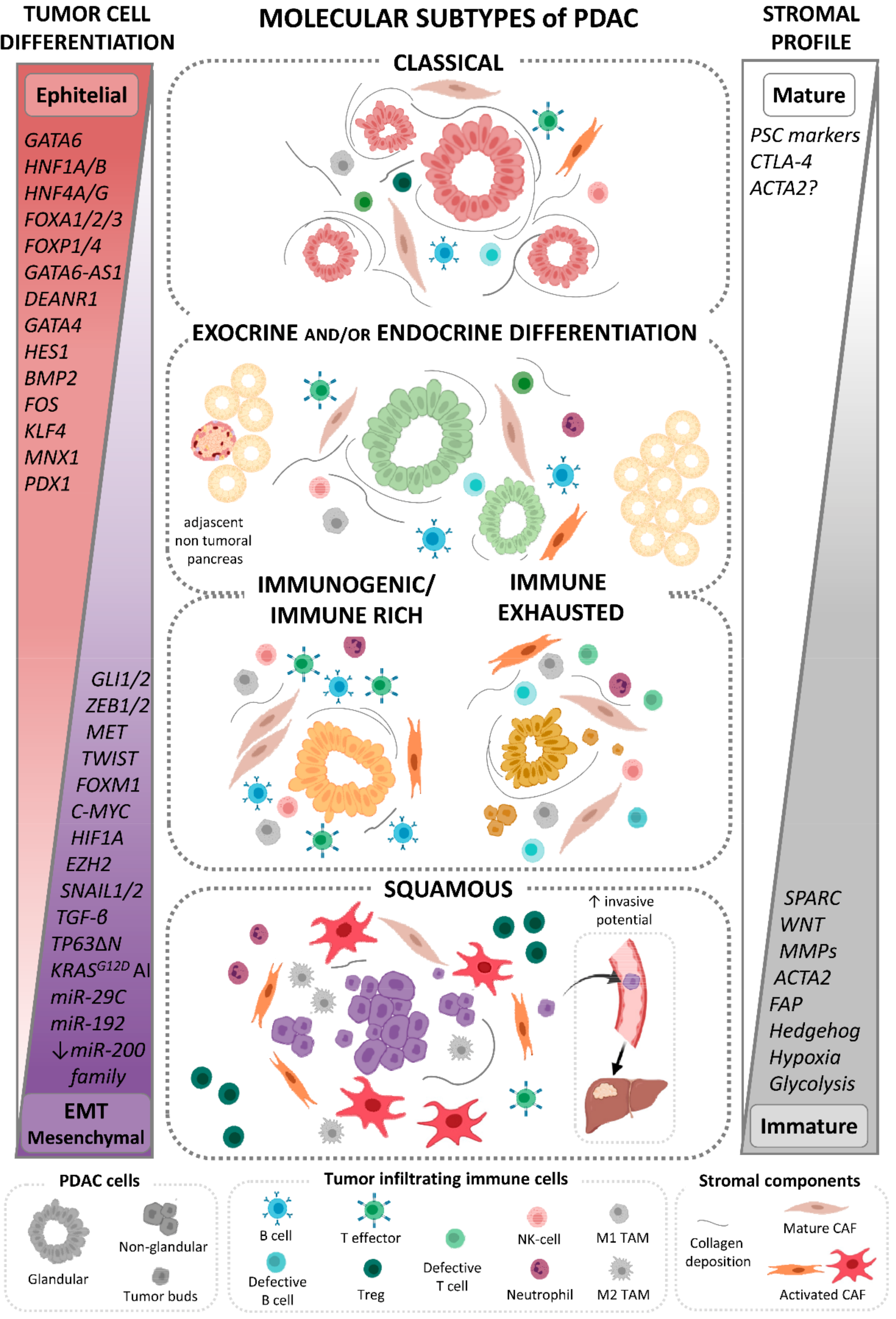 Cancers 13 04451 g001