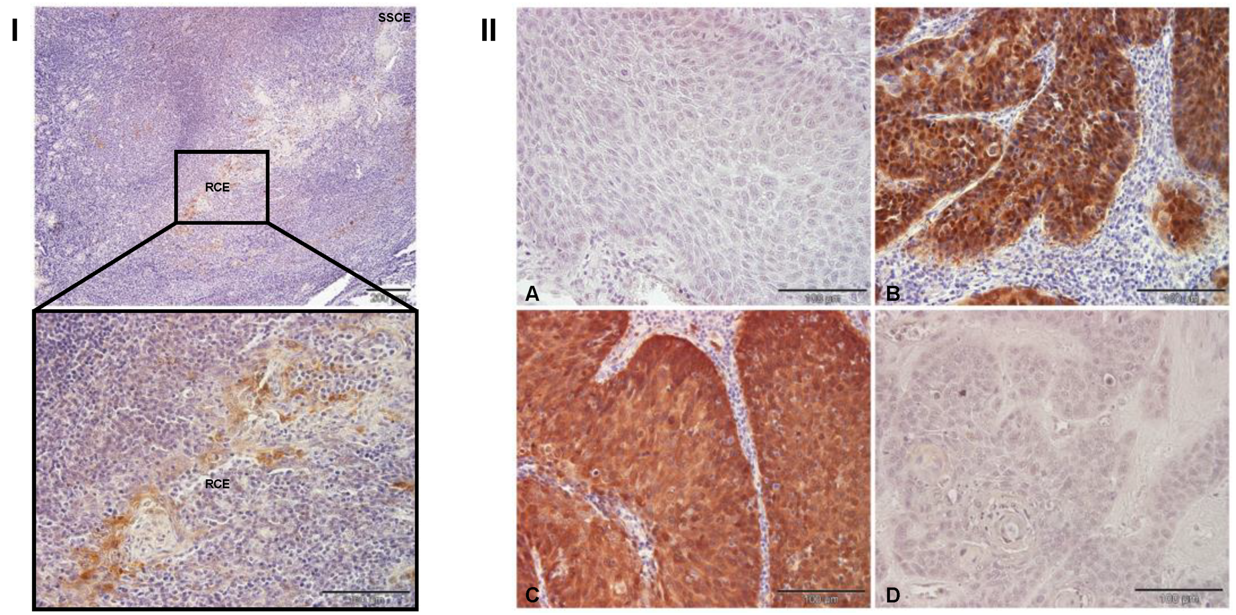 Cancers 13 04461 g001