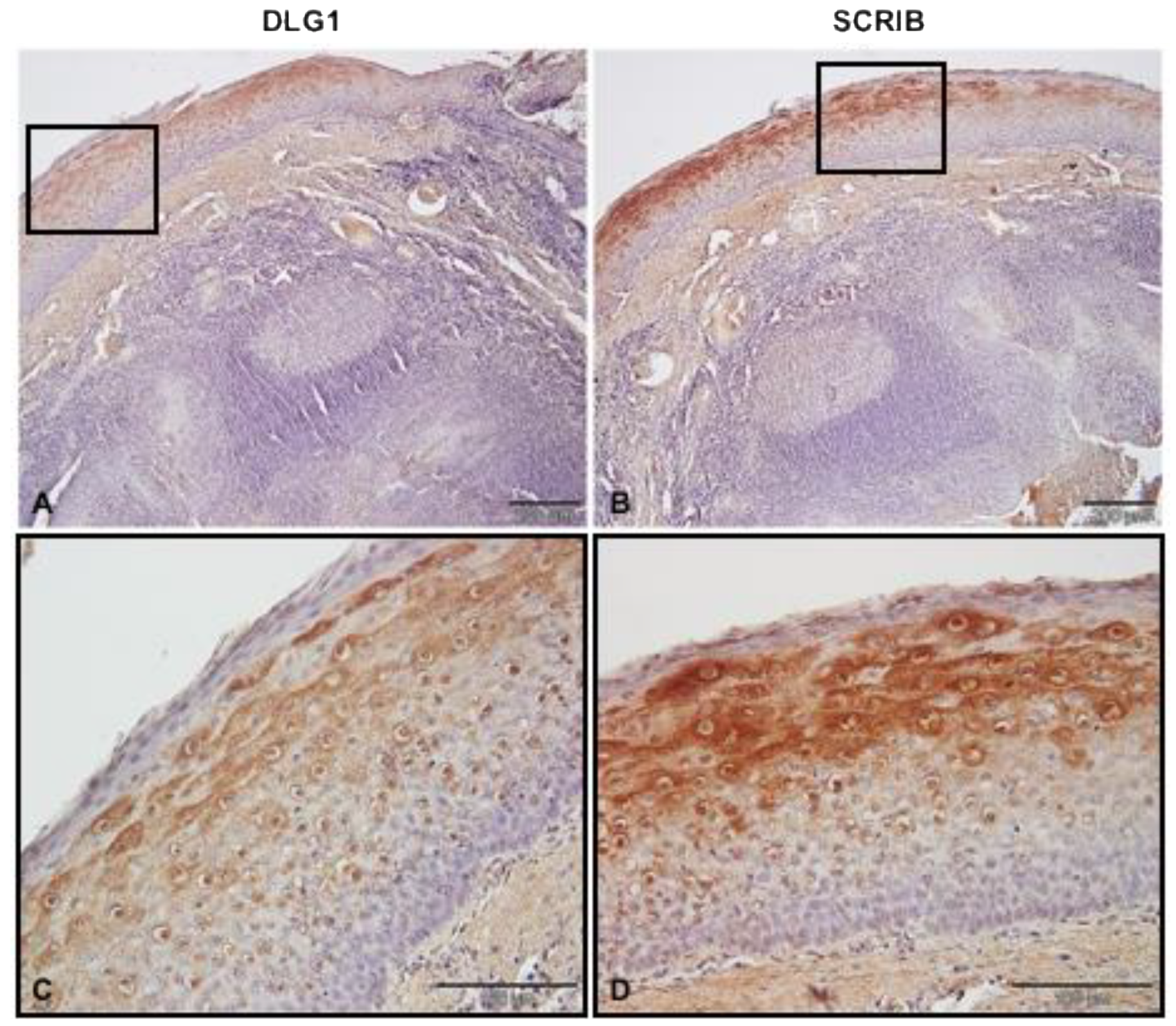 Cancers 13 04461 g002