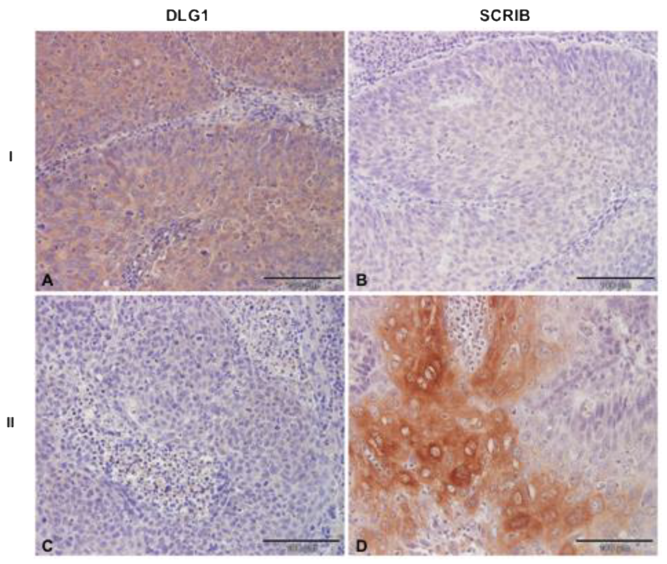 Cancers 13 04461 g004