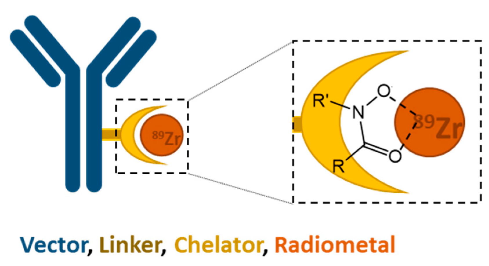 The Race for Hydroxamate-Based Zirconium-89 Chelators
