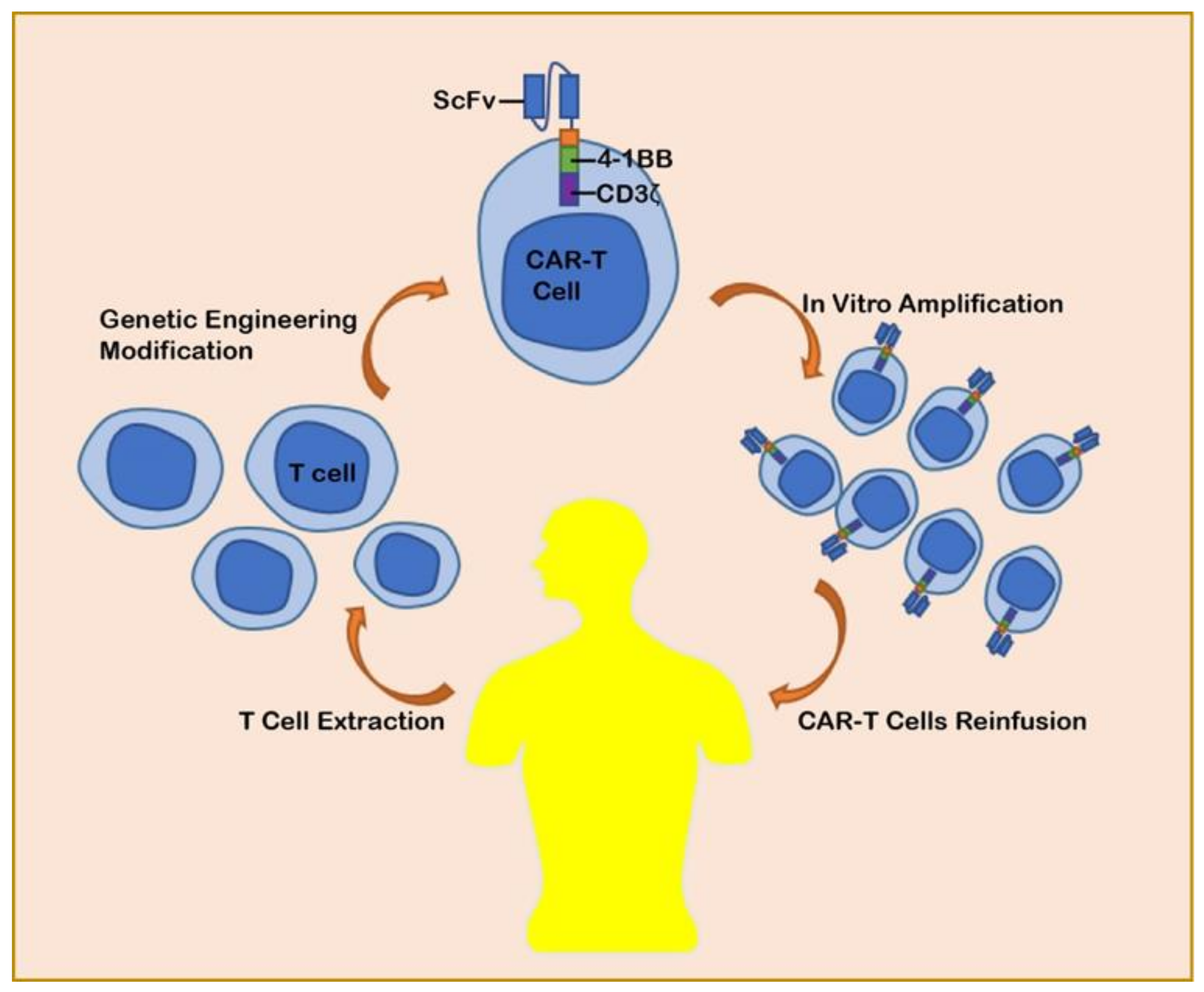 Cancers | Free Full-Text | Chimeric Antigen Receptor T-Cell