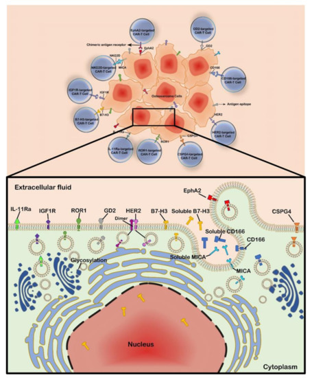 Chimeric Antigen Receptor T-Cell Therapy: The Light of Day for