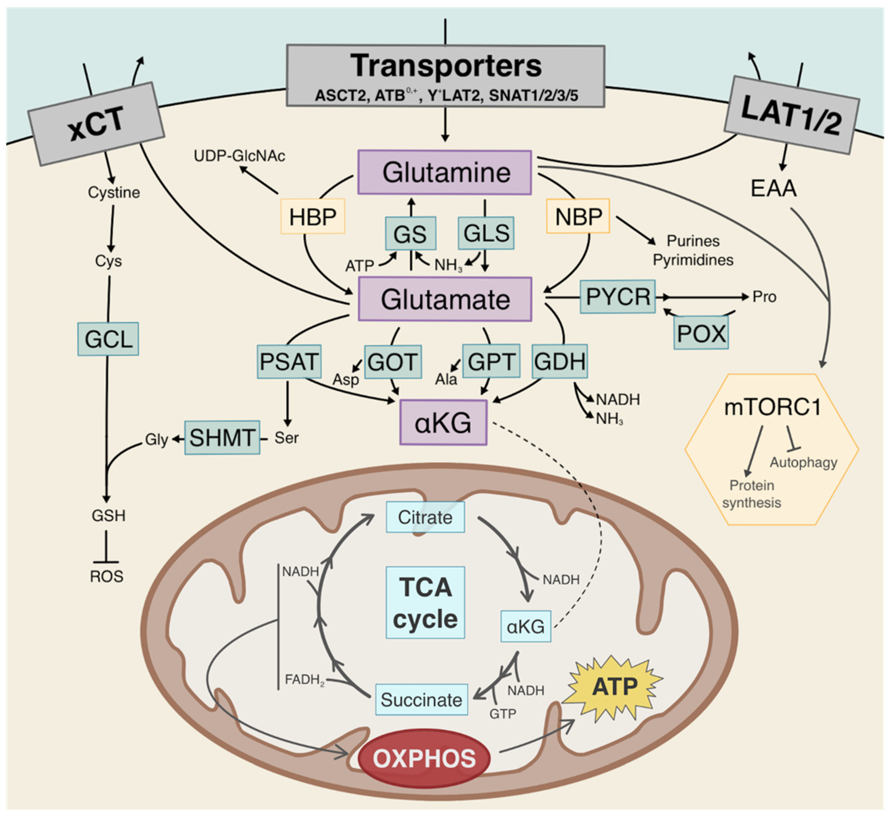 Cancers 13 04484 g002 Cancers 13 04484 g002