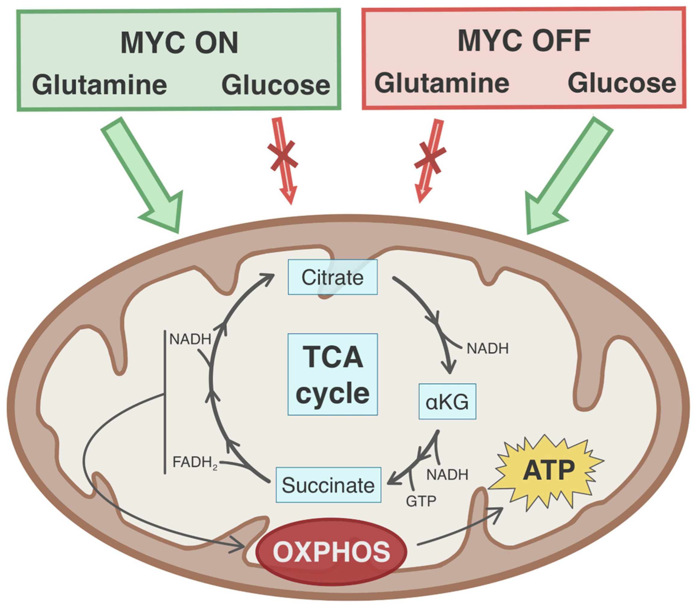 Cancers 13 04484 g003 Cancers 13 04484 g003