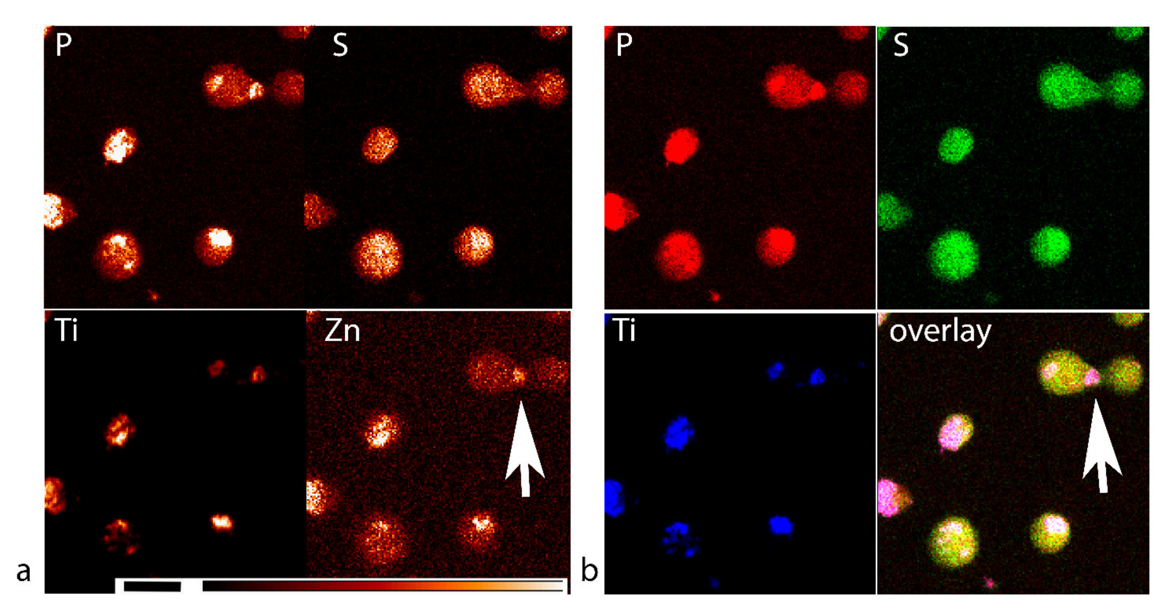 Cancers 13 04497 g004