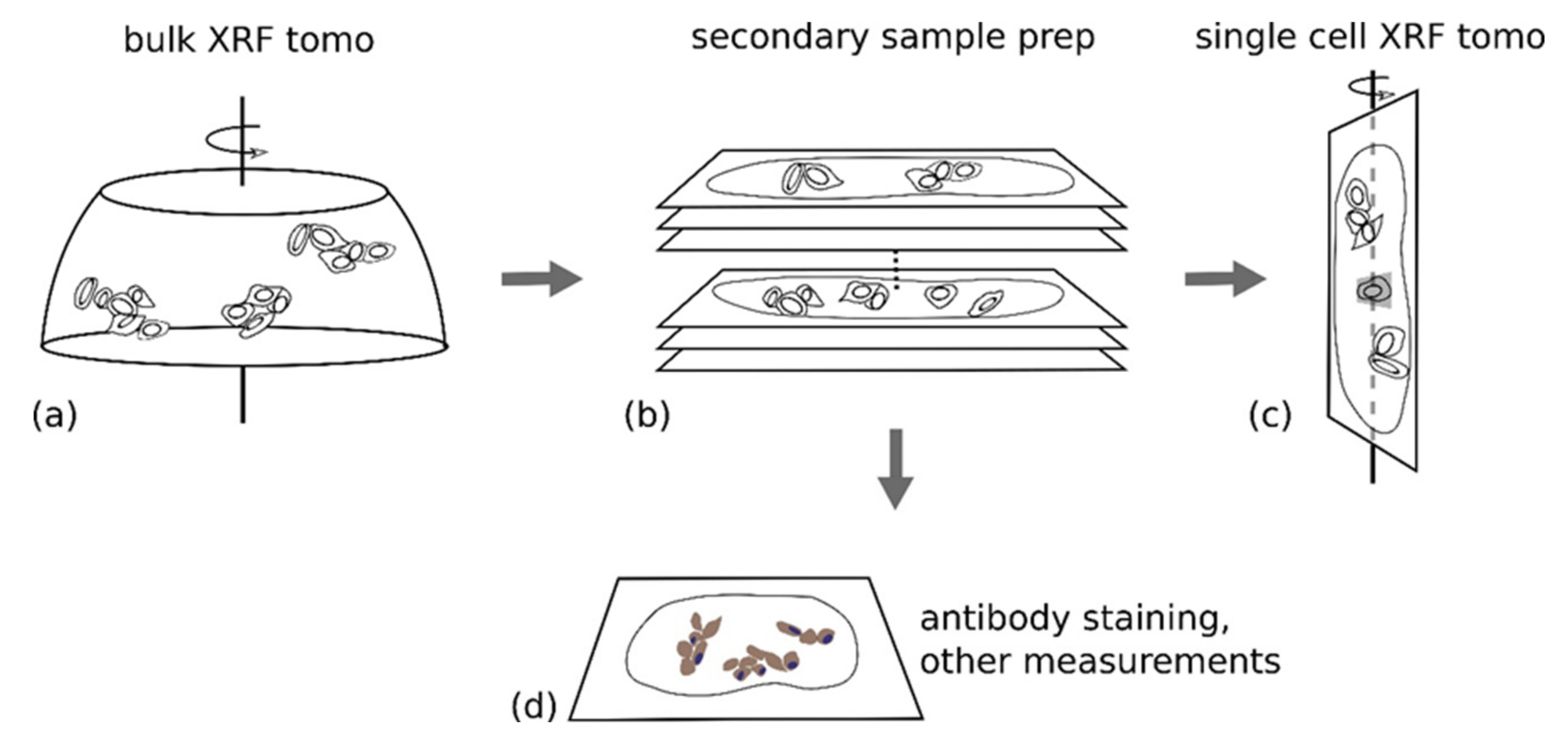 Cancers 13 04497 g005