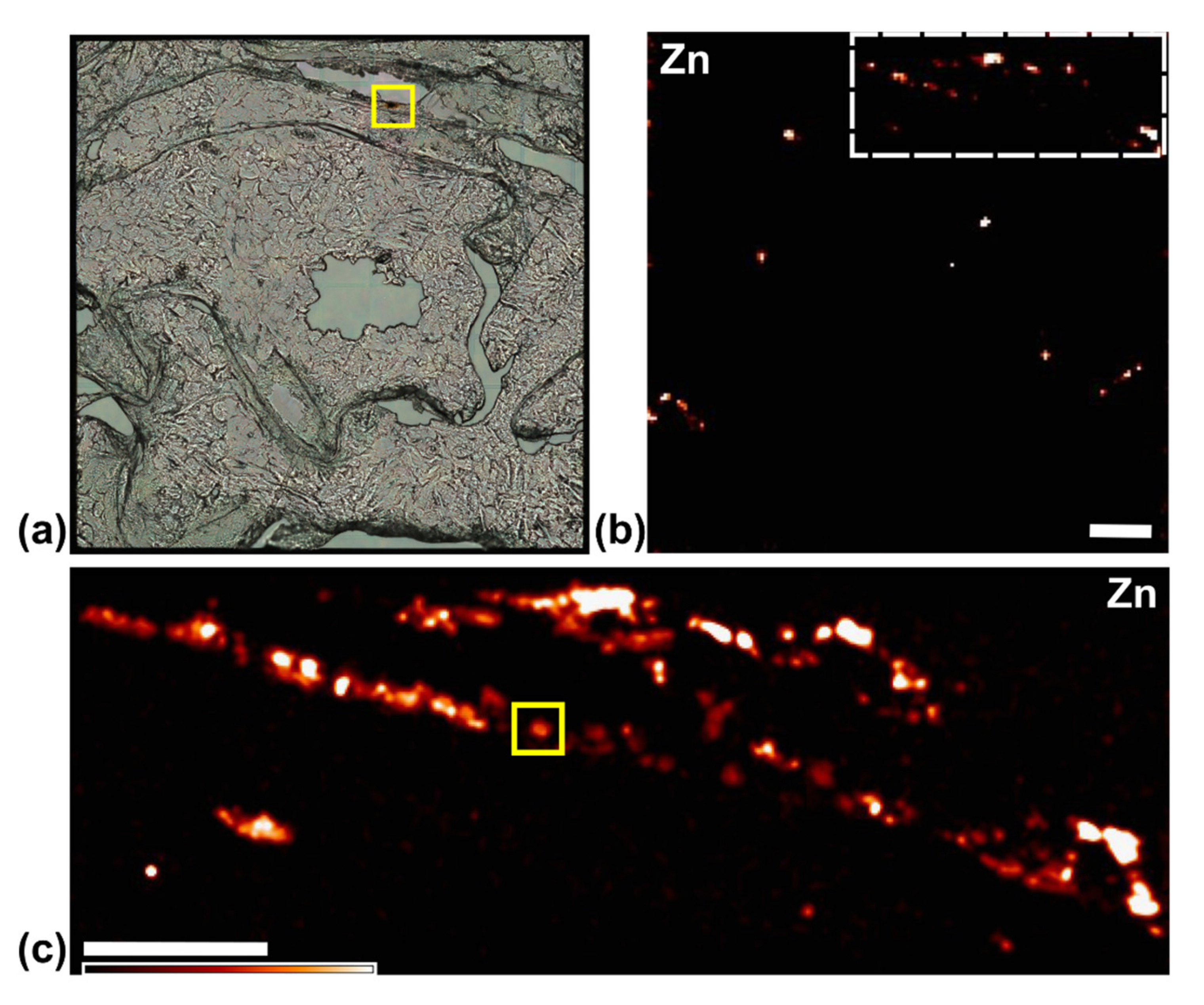 Cancers 13 04497 g008