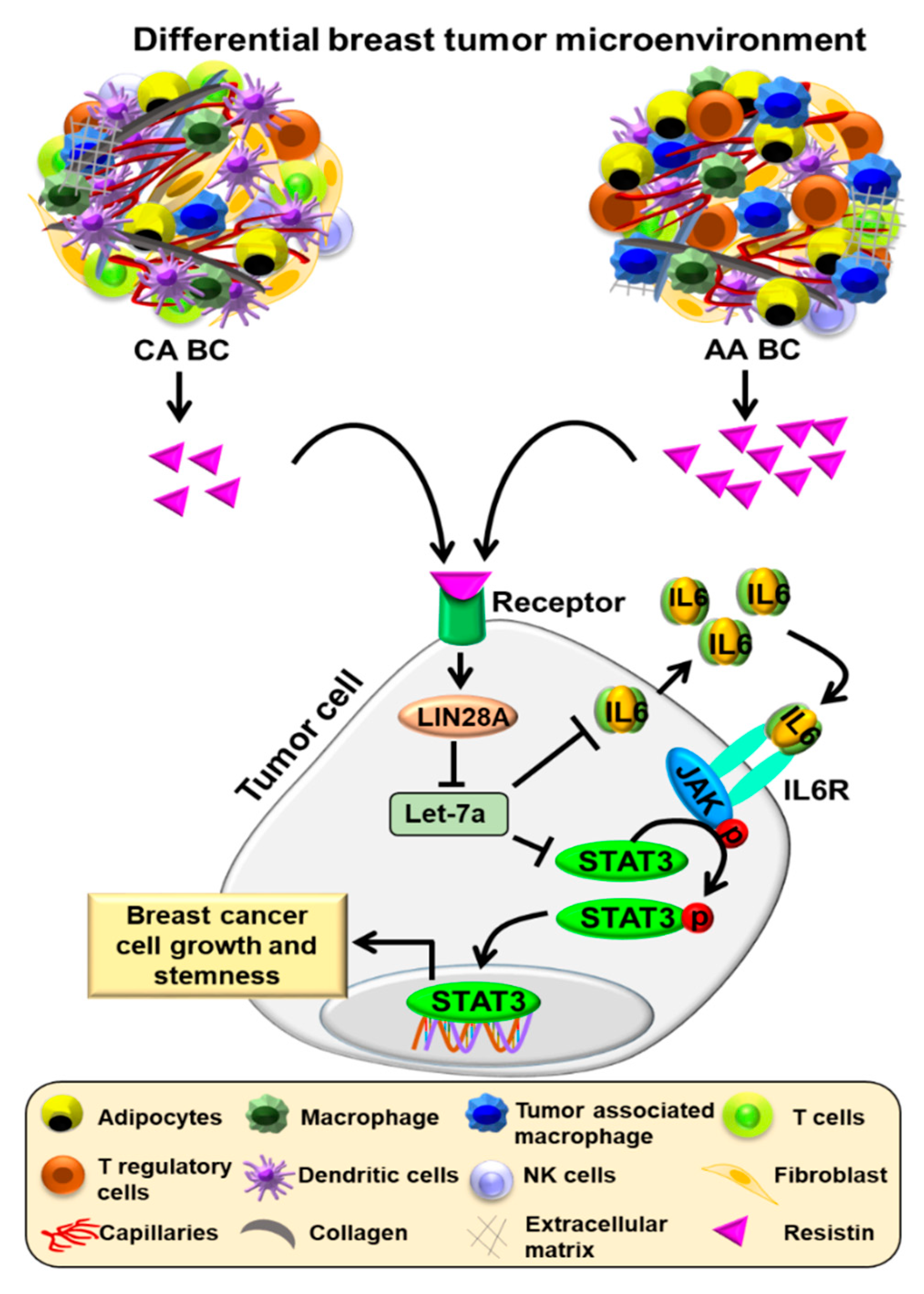 Cancers 13 04498 g006 550