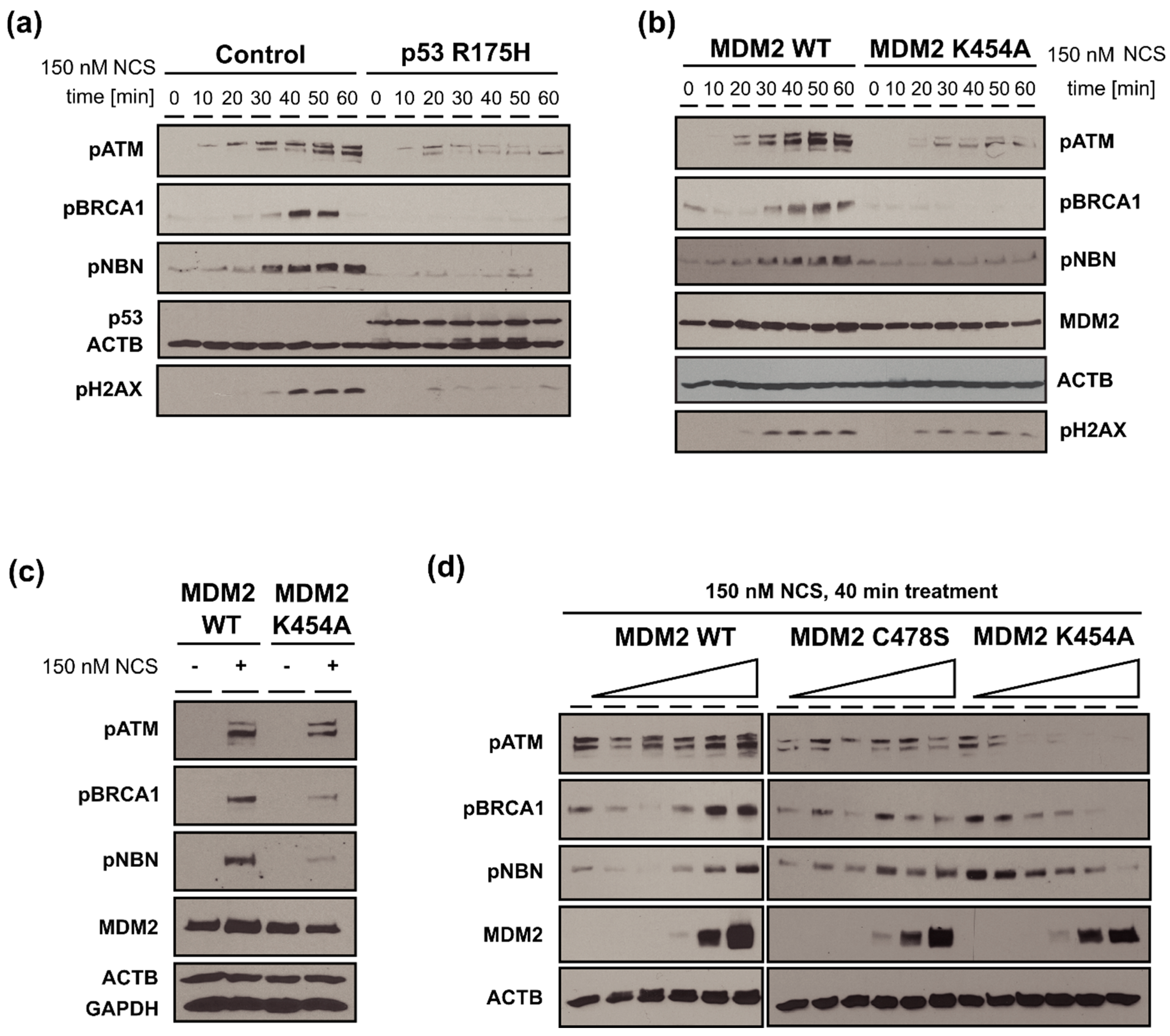 Cancers 13 04501 g006 Cancers 13 04501 g006