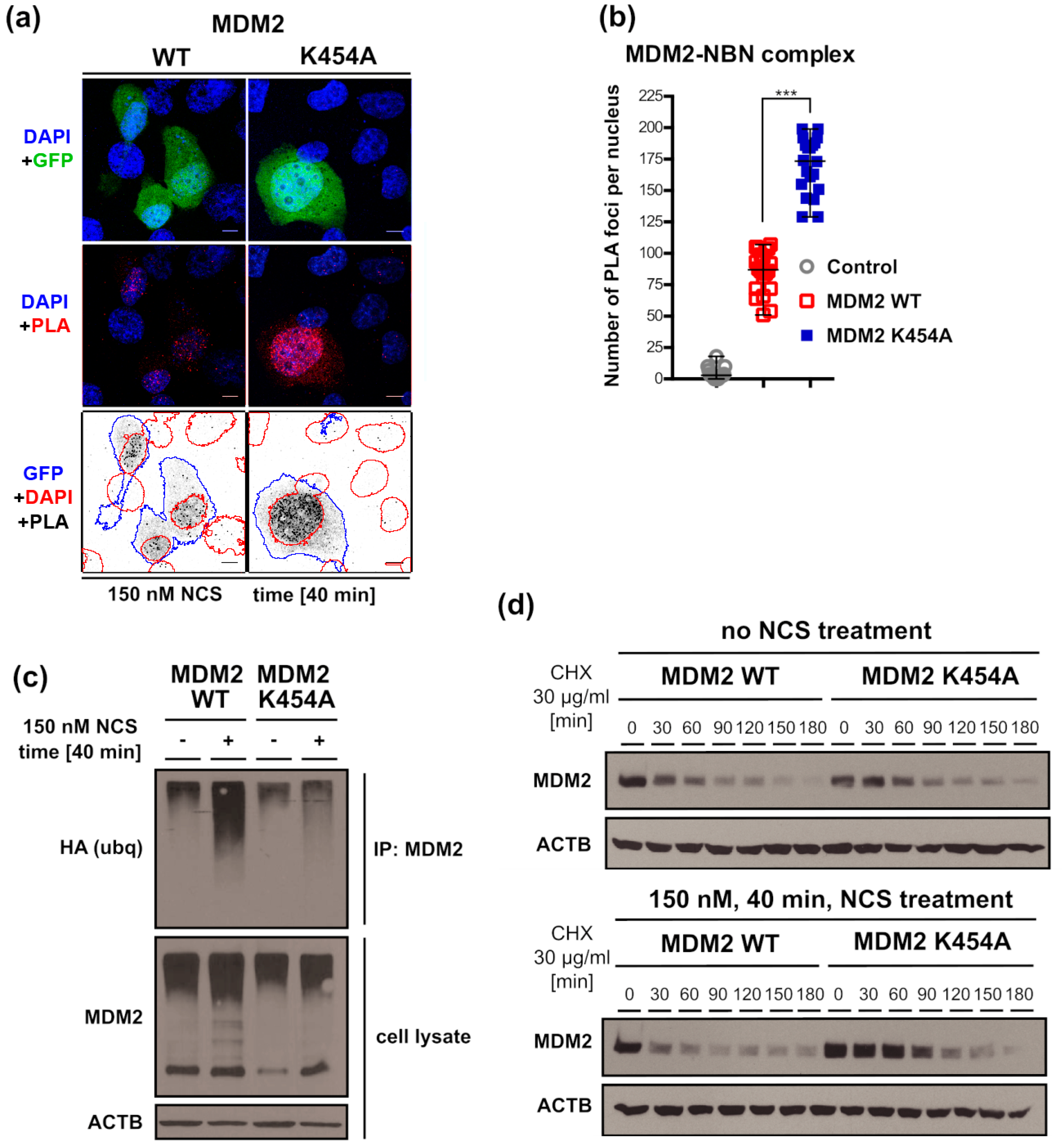 Cancers 13 04501 g007 Cancers 13 04501 g007