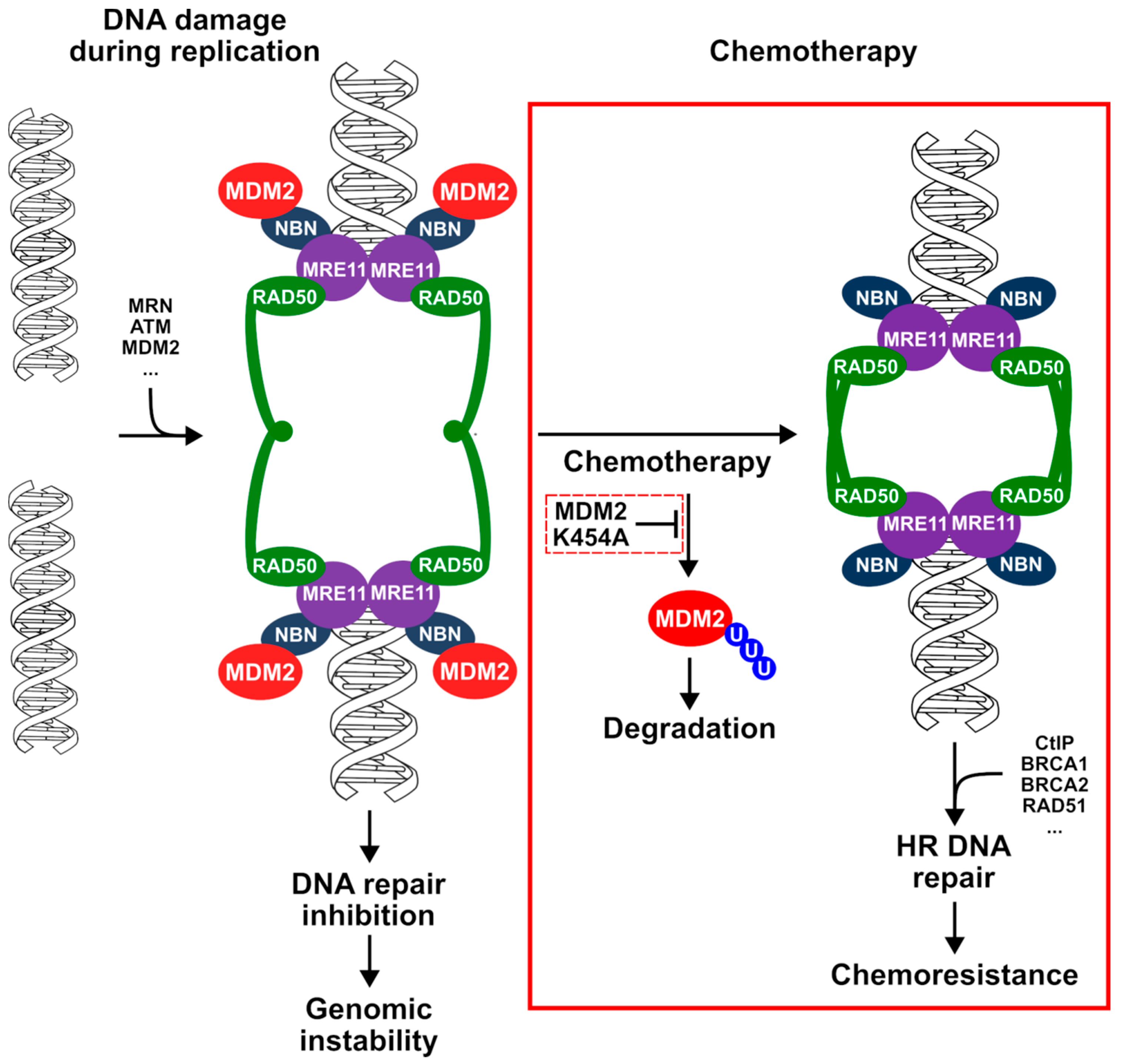 Cancers 13 04501 g009 Cancers 13 04501 g009
