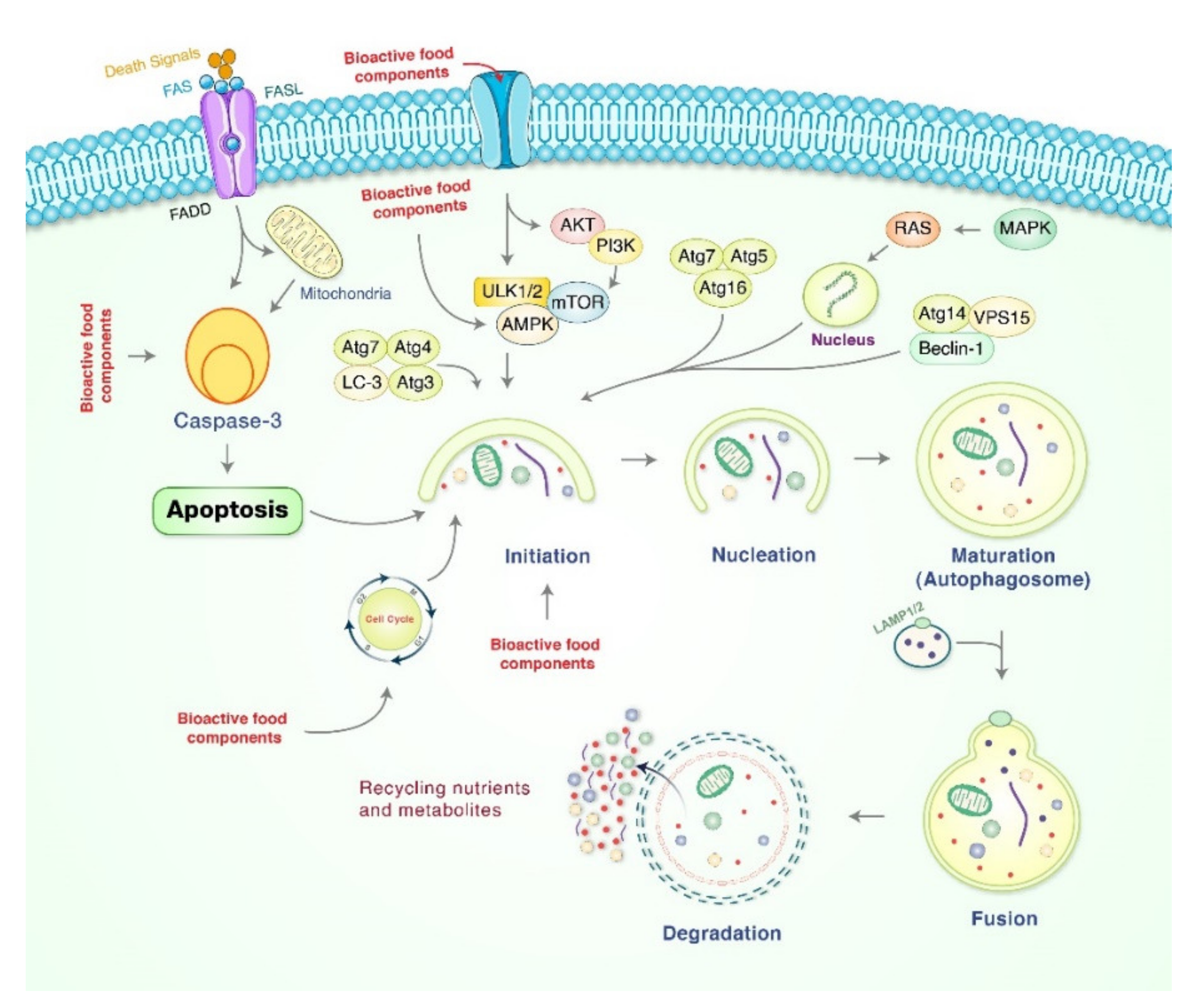 Cancers 13 04502 g002 Cancers 13 04502 g002