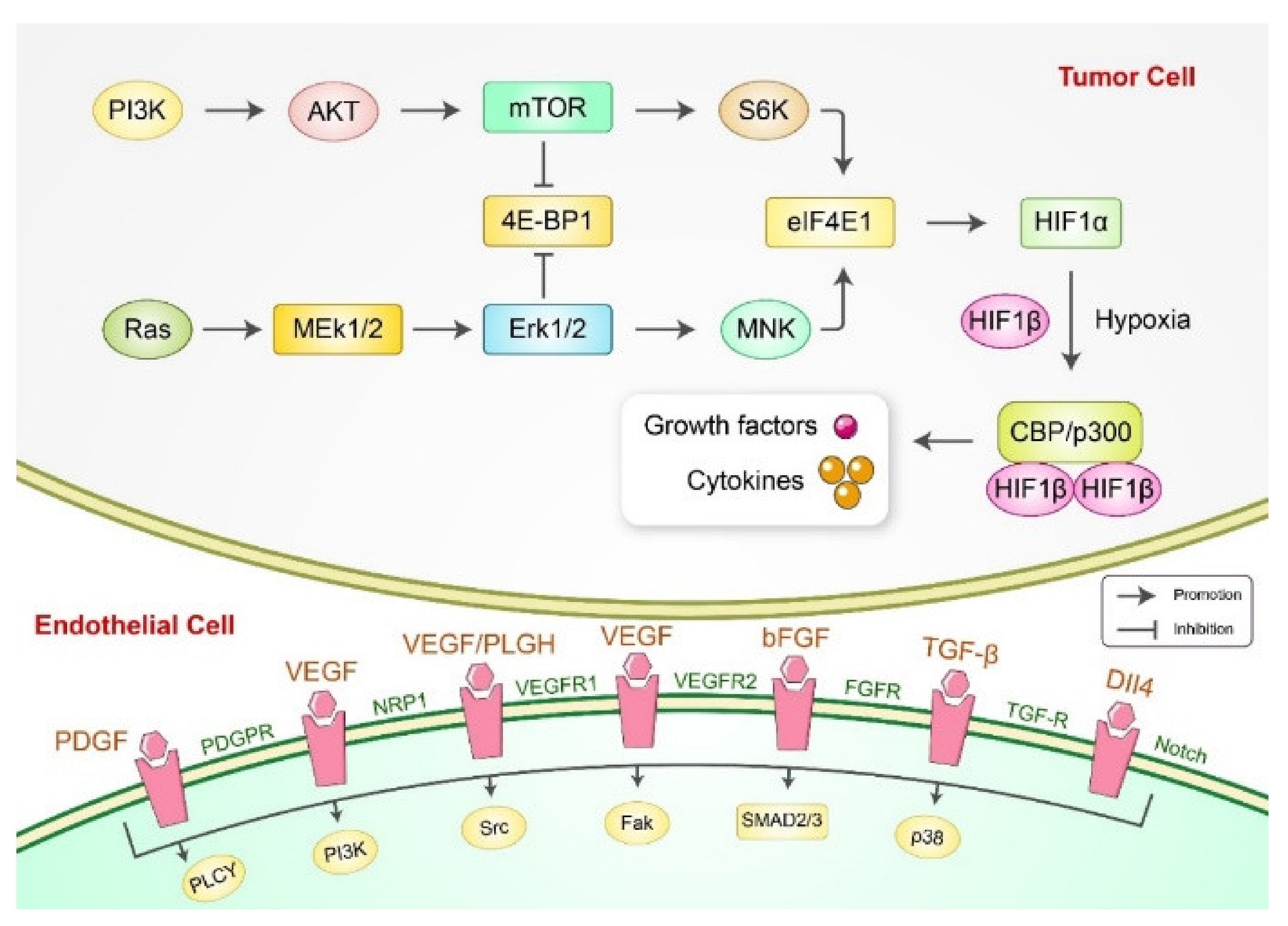 Cancers 13 04502 g003 Cancers 13 04502 g003