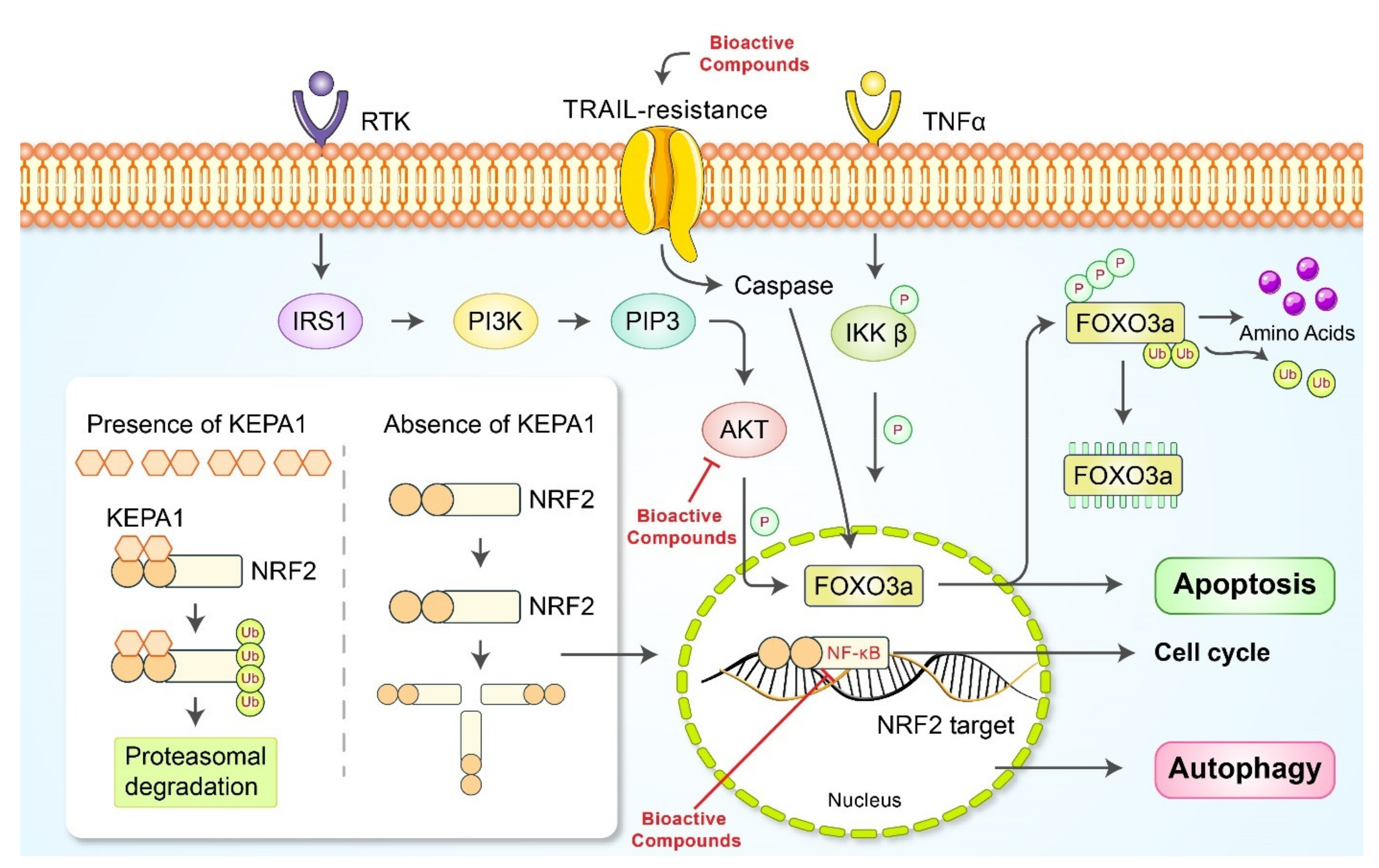 Cancers 13 04502 g005 Cancers 13 04502 g005